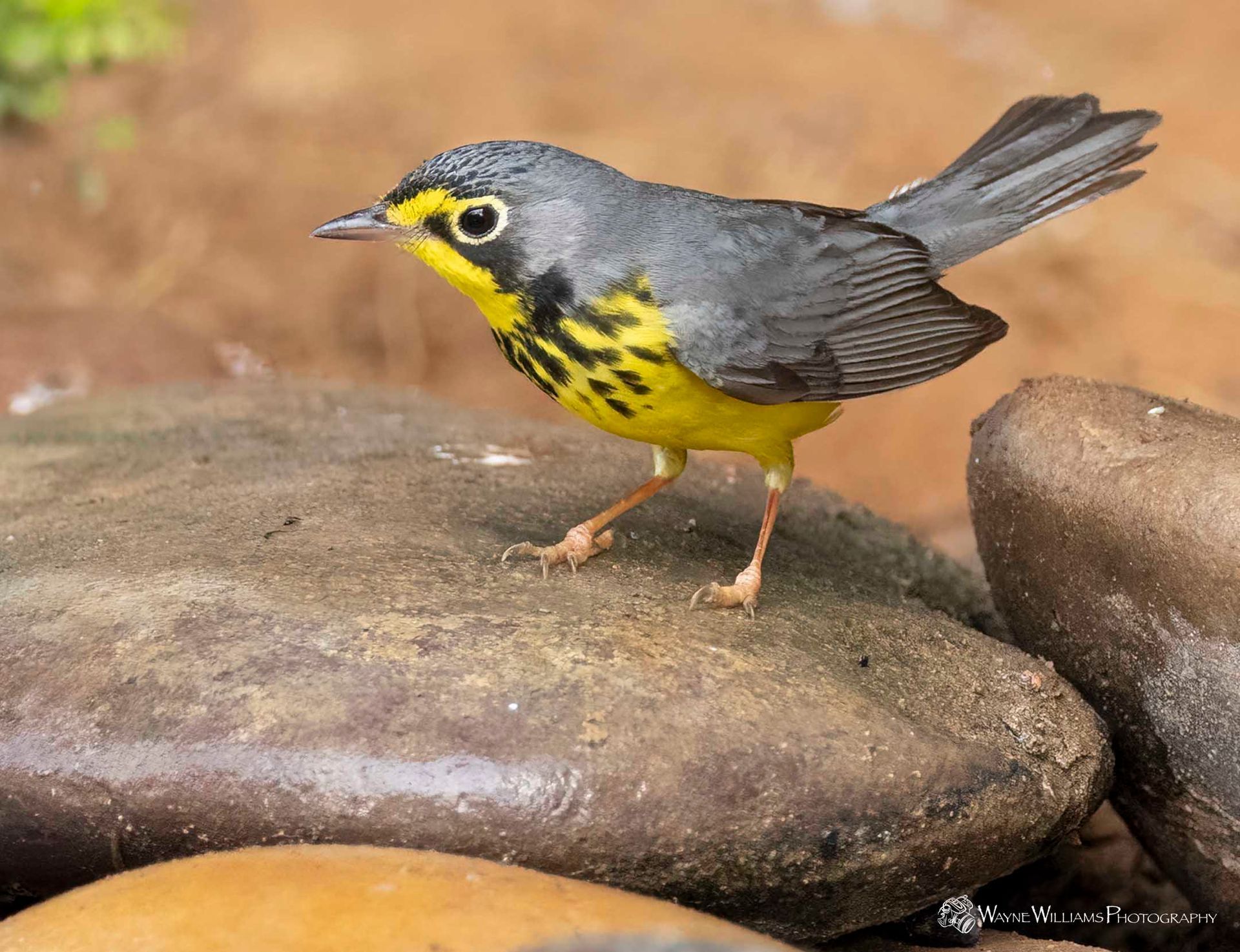 A yellow and gray bird is perched on a rock.