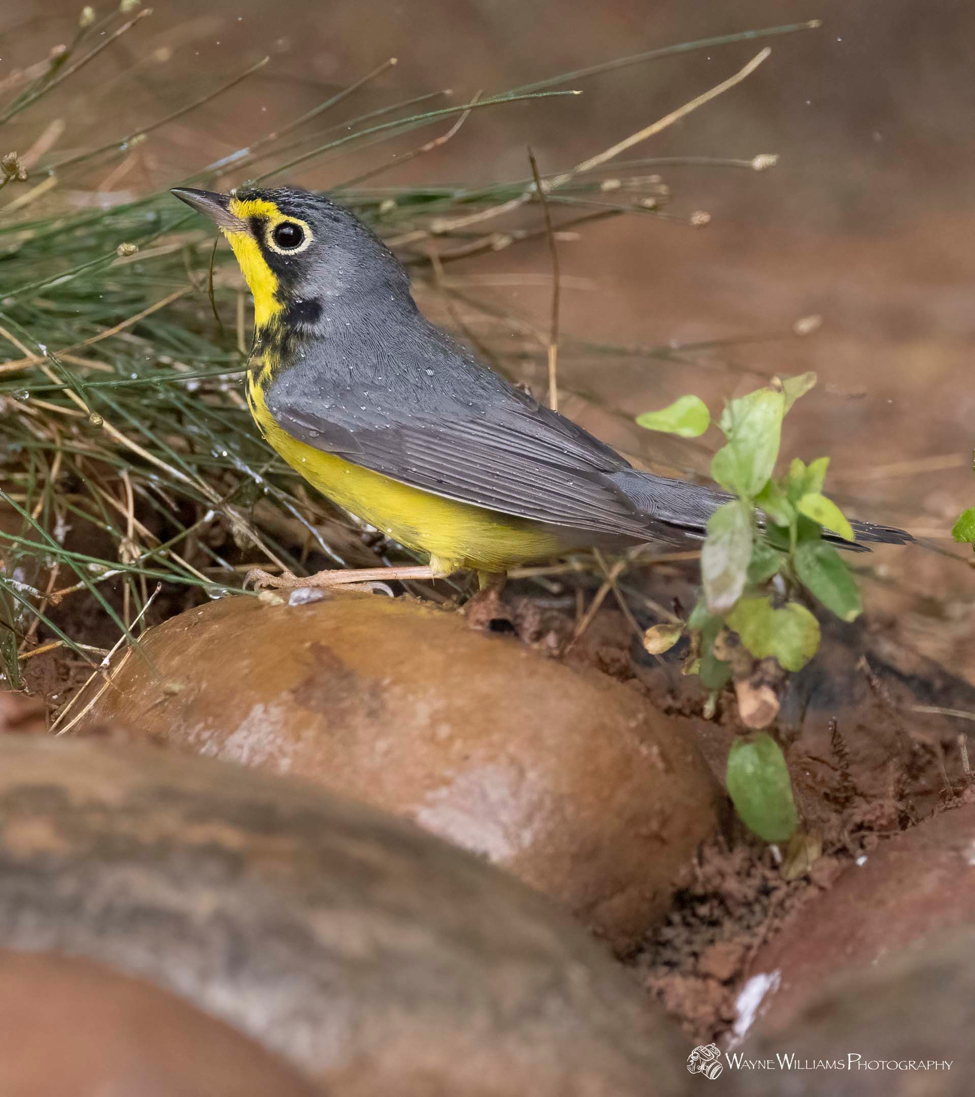 A small bird with a yellow beak is perched on a rock.