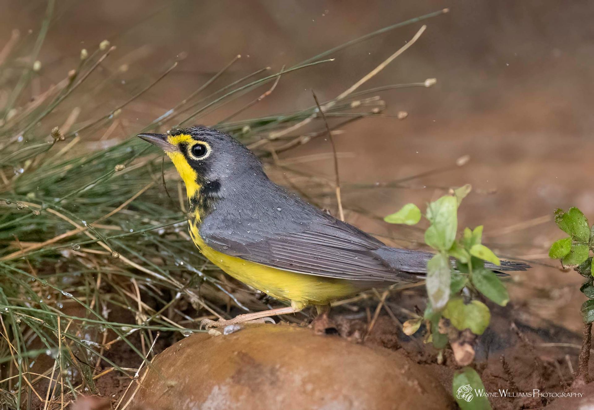 A small bird with a yellow beak is perched on a rock.