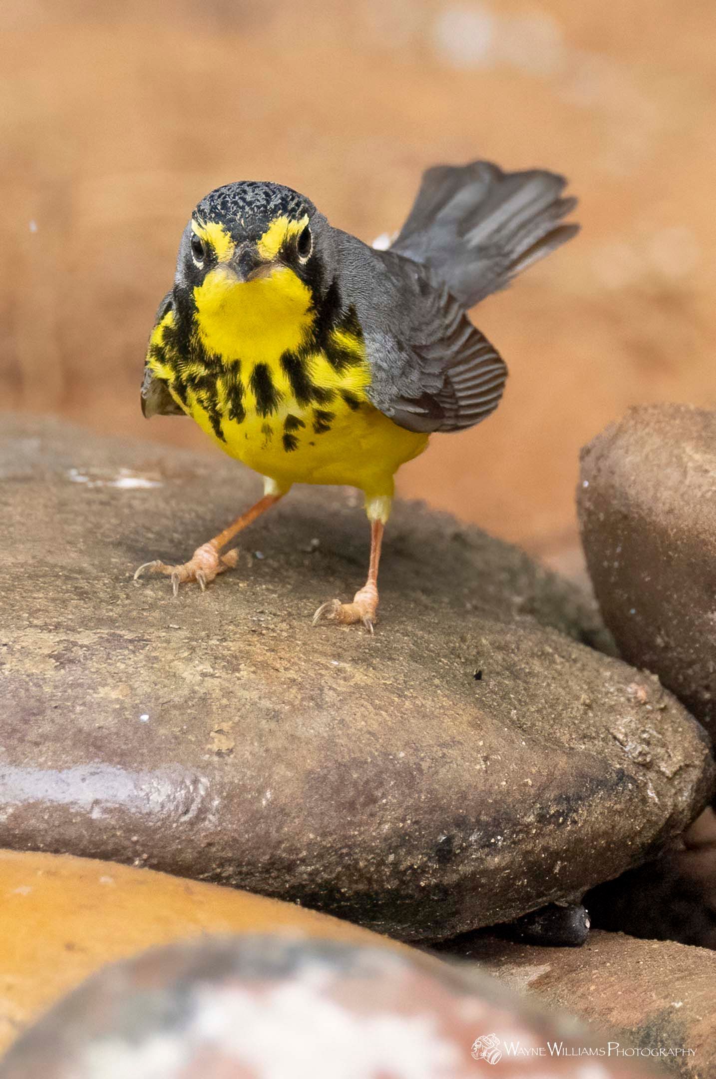 A small yellow and black bird is perched on a rock.