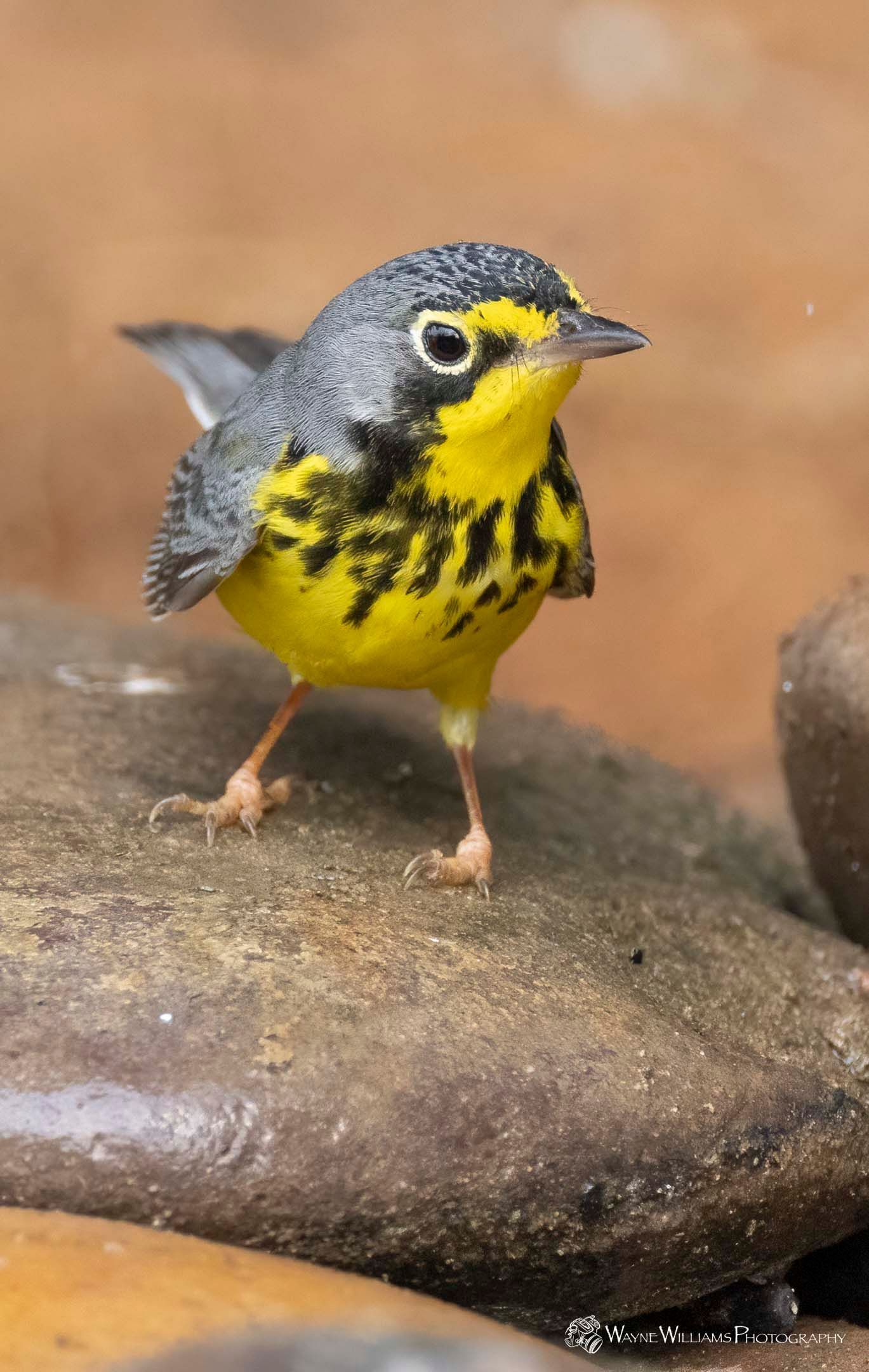 A small yellow and black bird is perched on a rock.