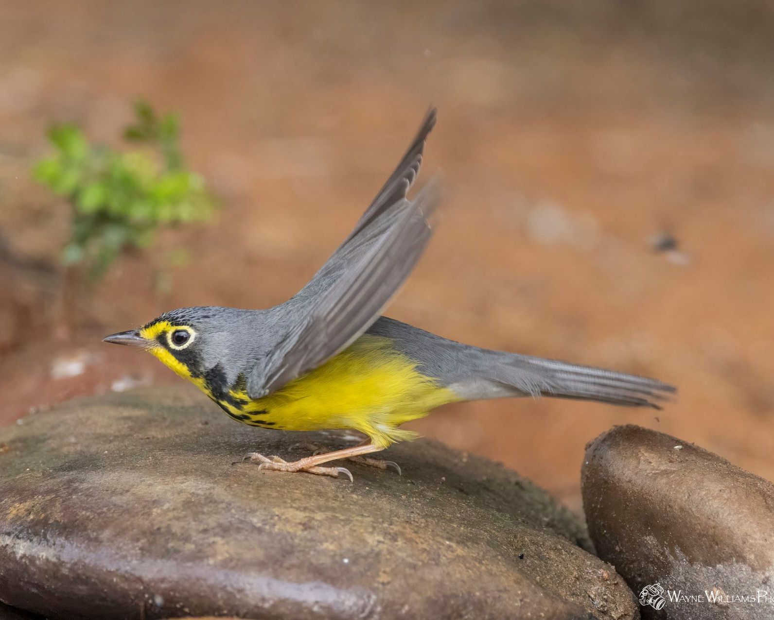 A small yellow and gray bird is perched on a rock.