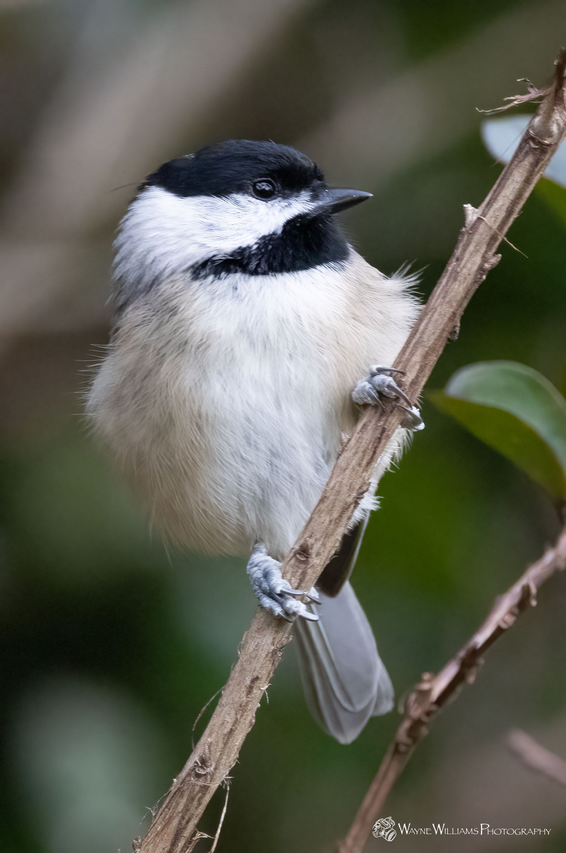 A small bird perched on a tree branch.
