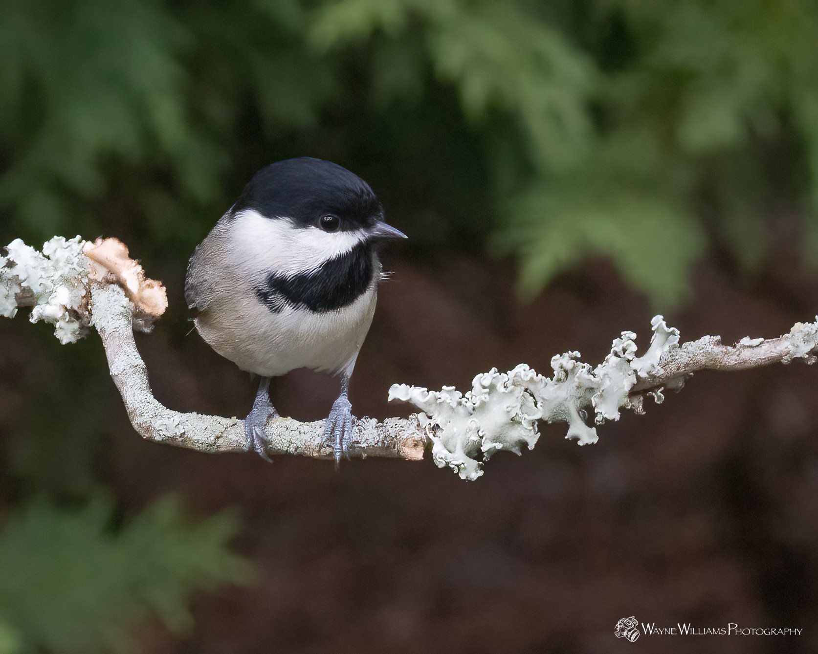 A small black and white bird perched on a branch