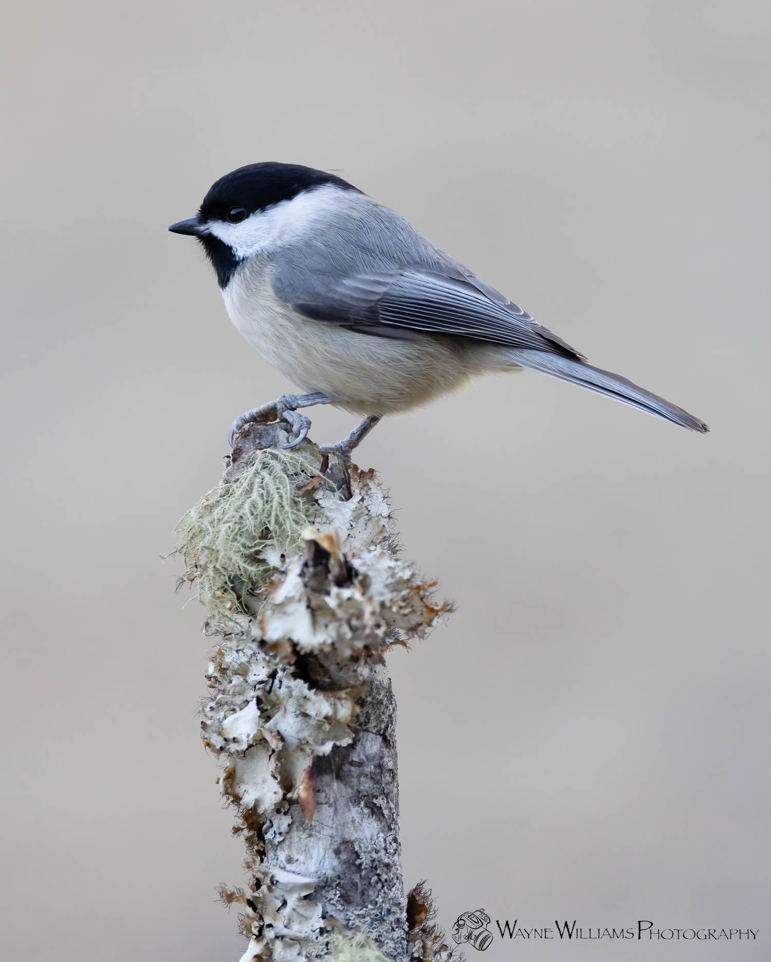 A small bird perched on top of a tree branch covered in moss.