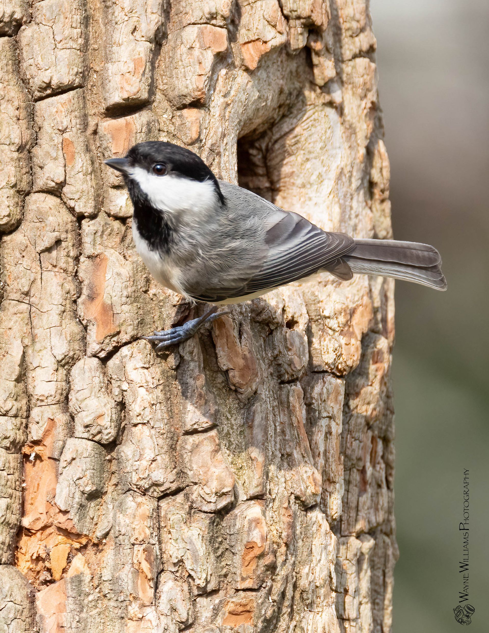 A small bird is perched on a tree trunk.