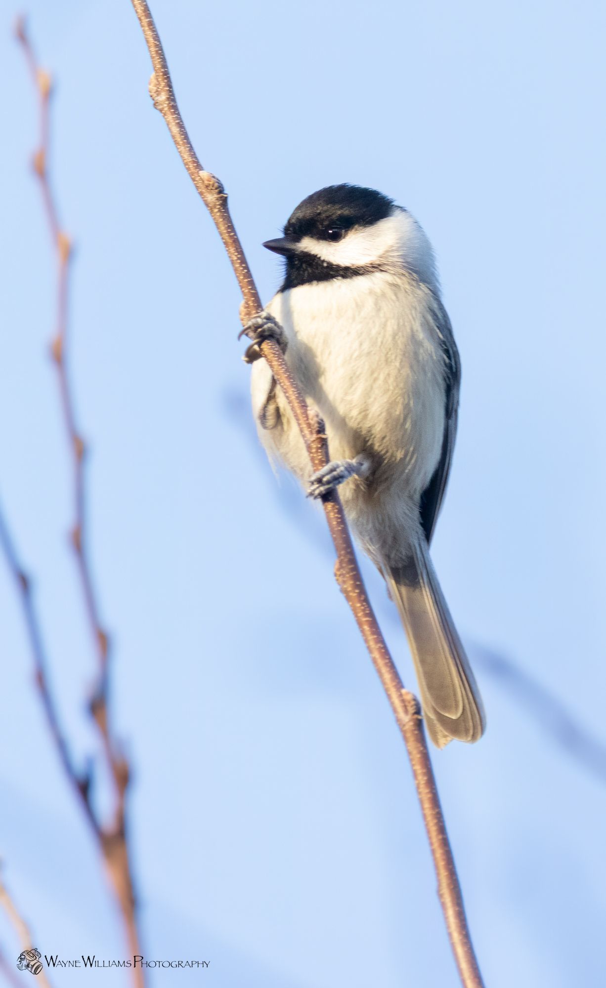 A small bird perched on a tree branch with a blue sky in the background.