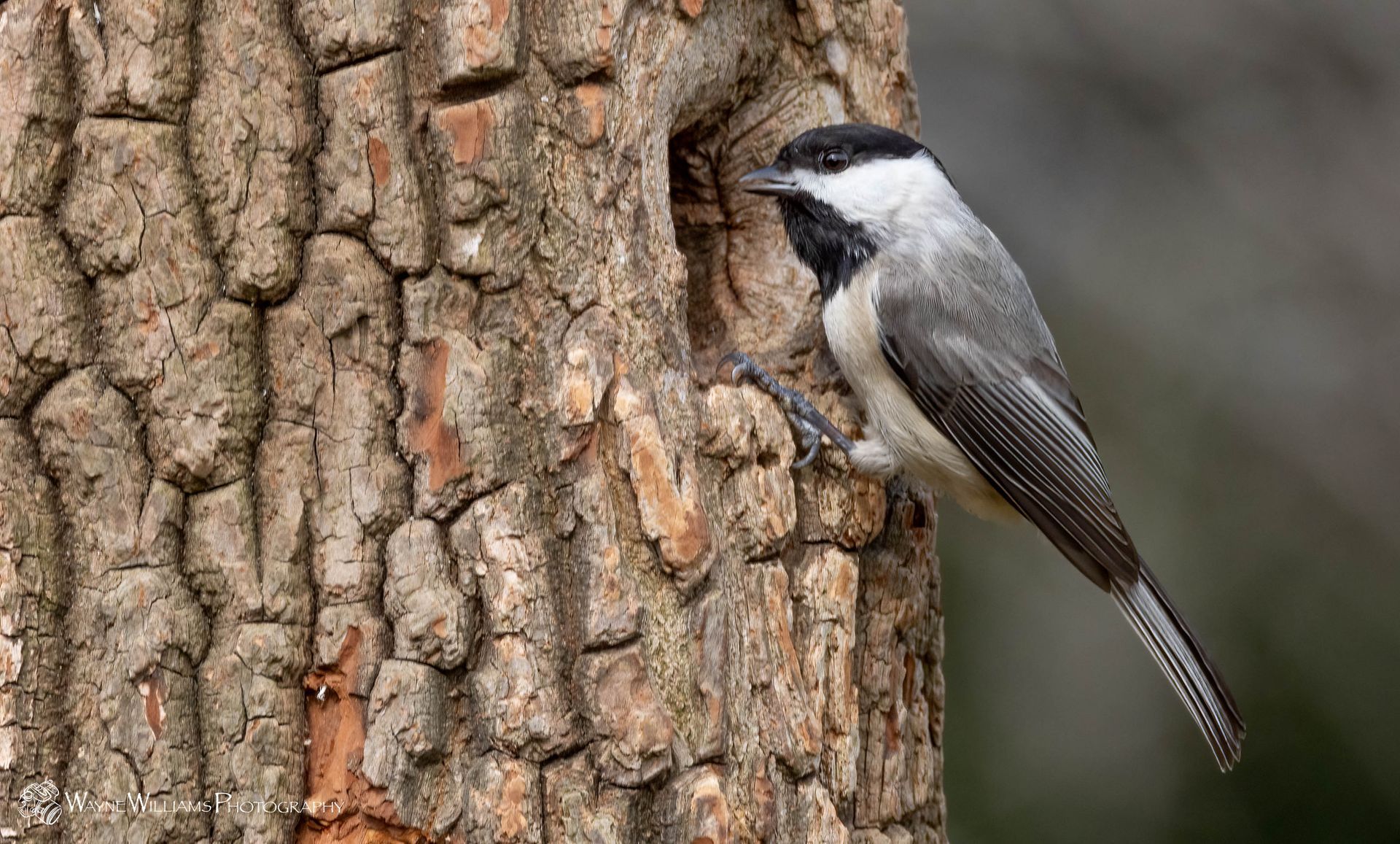 A small bird is perched on a tree trunk.