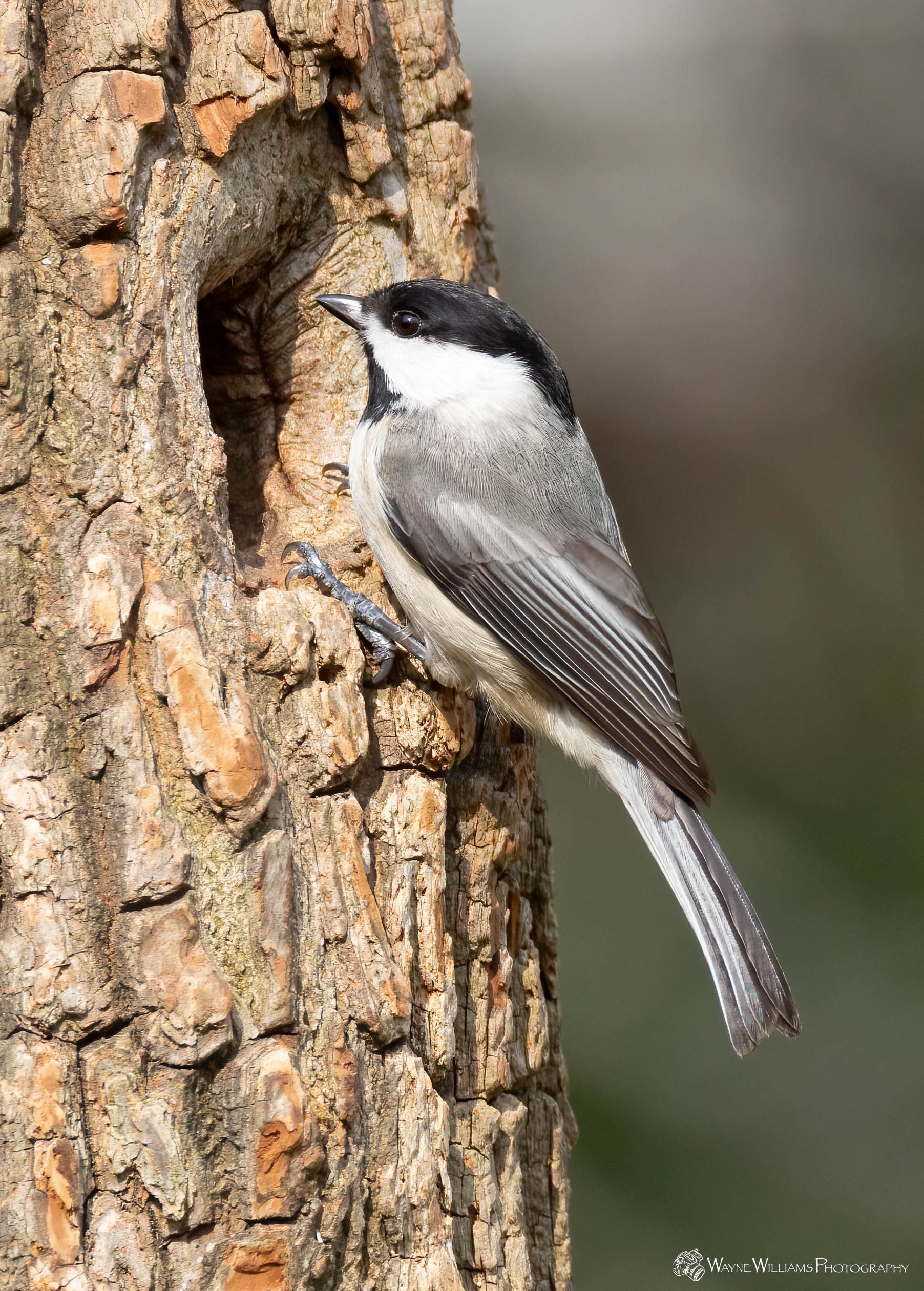 A small bird is perched on a tree trunk.