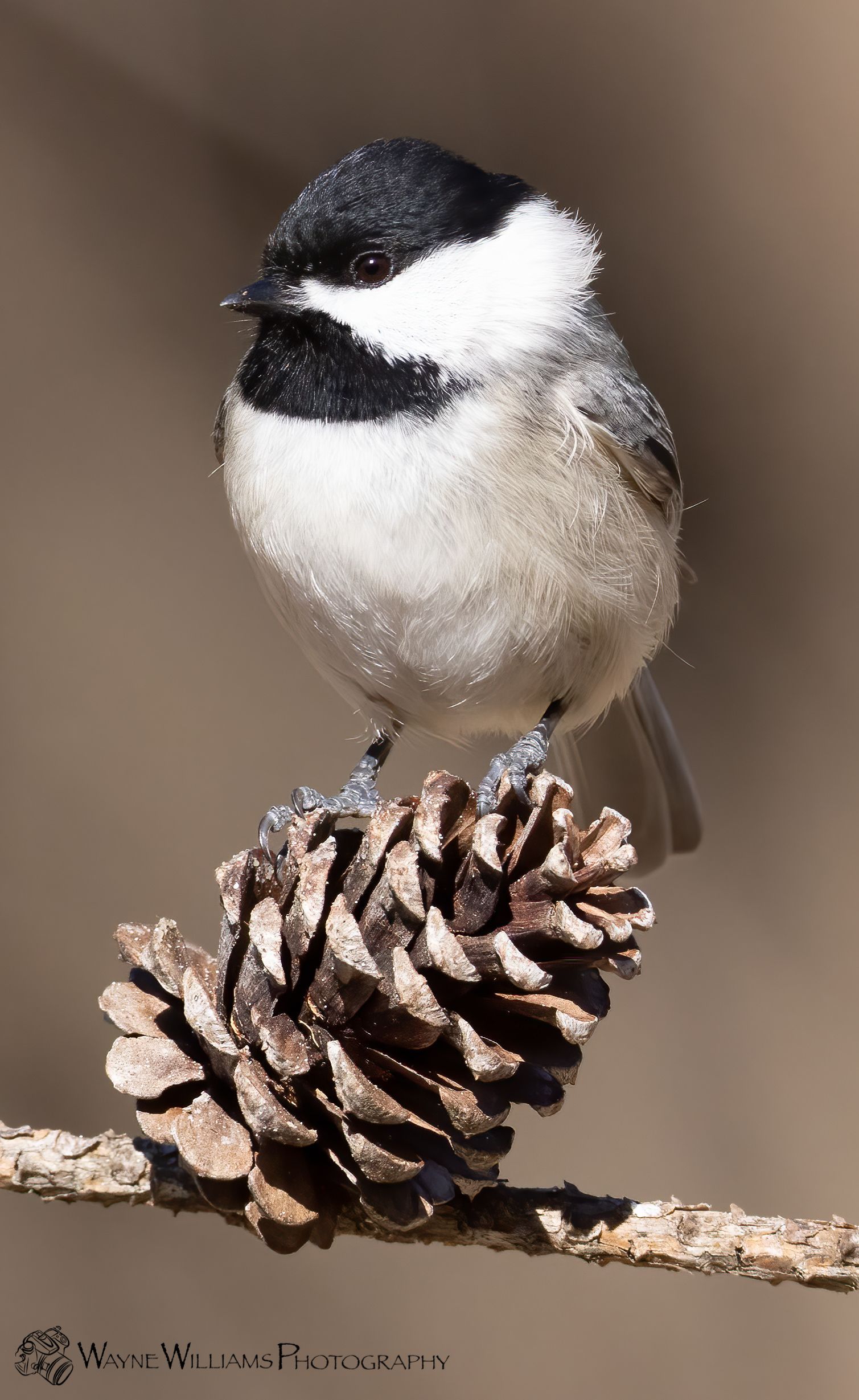 A small bird perched on top of a pine cone.