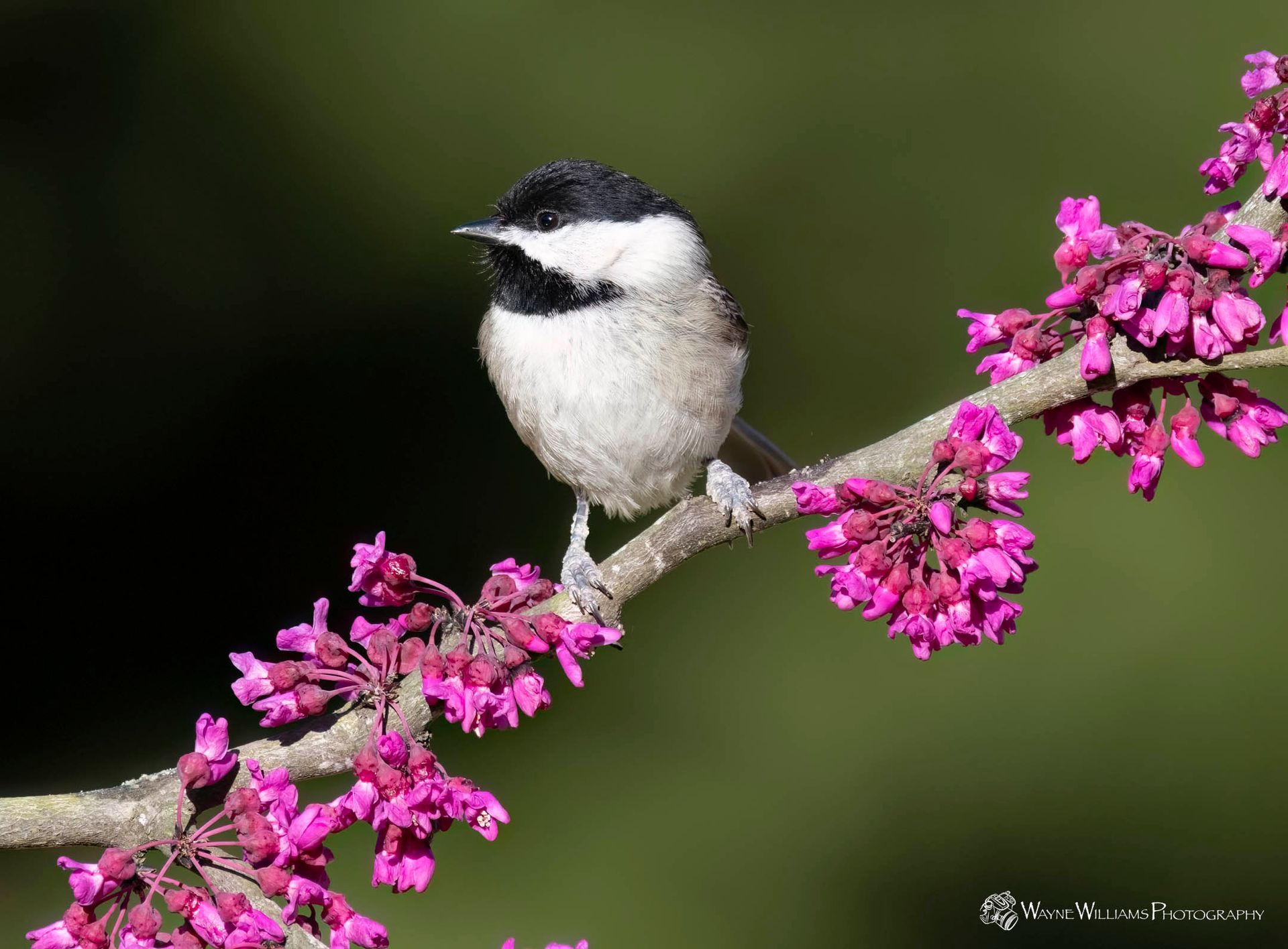 A small bird perched on a branch with pink flowers.