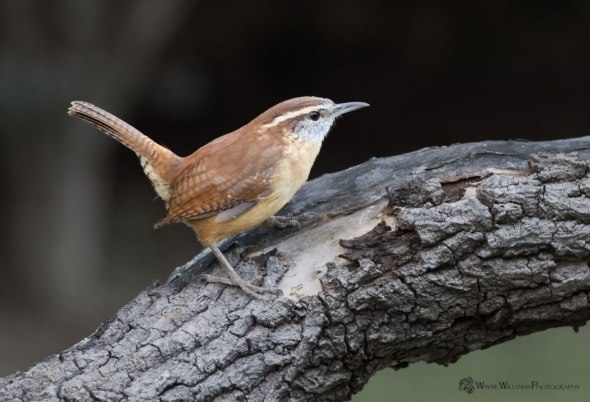 A small brown and white bird perched on a tree branch.