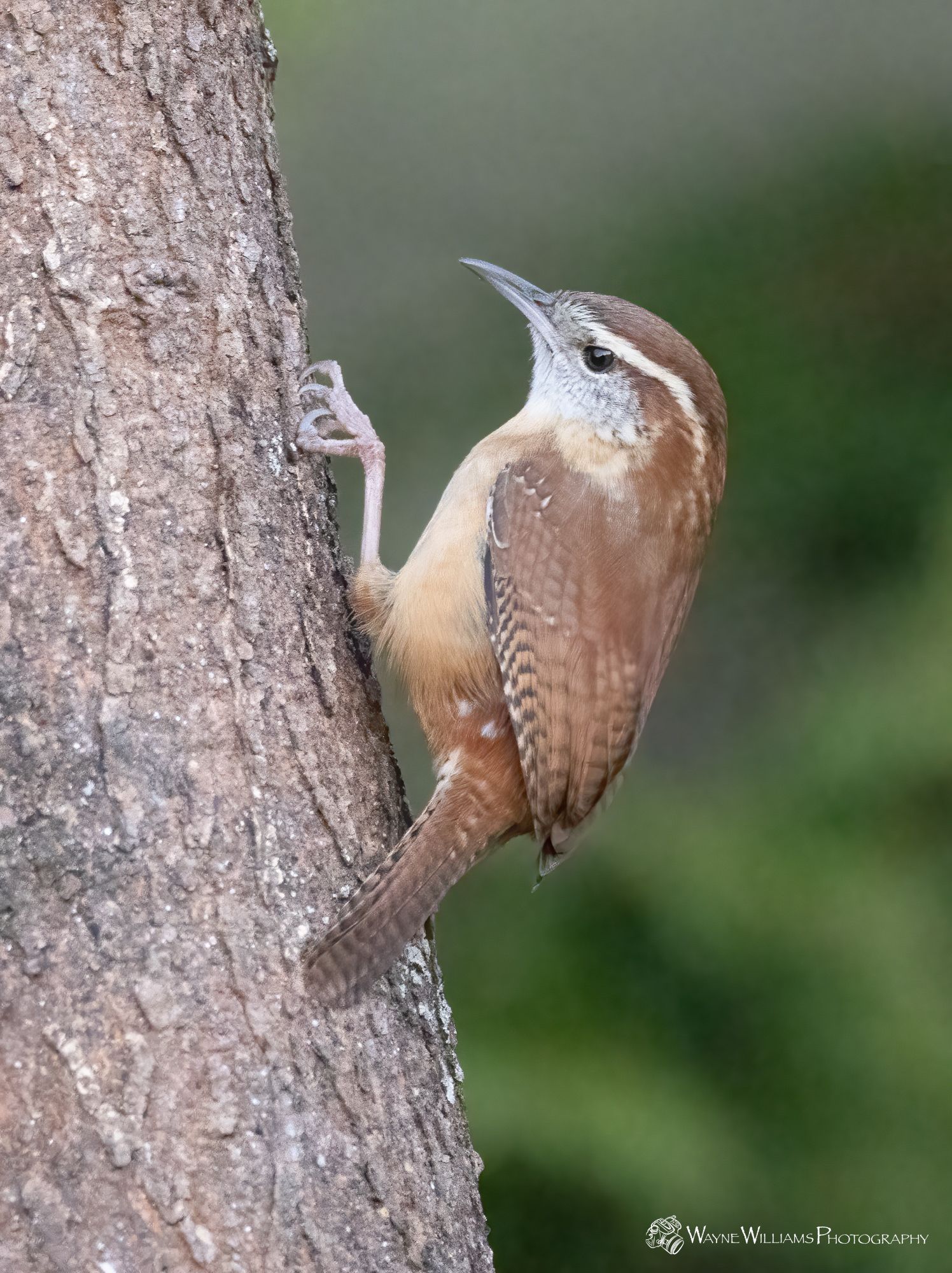A small brown and white bird perched on a tree trunk.
