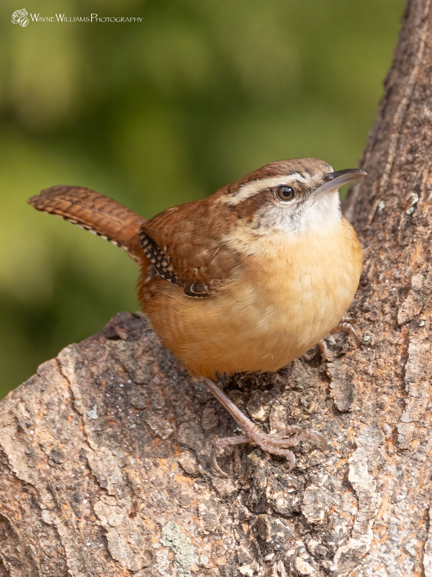 A small brown and white bird perched on a tree branch.