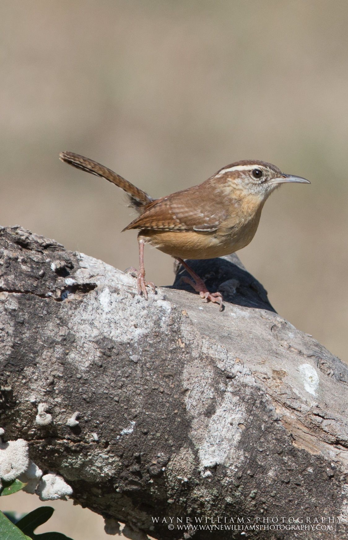 A small bird perched on top of a log.