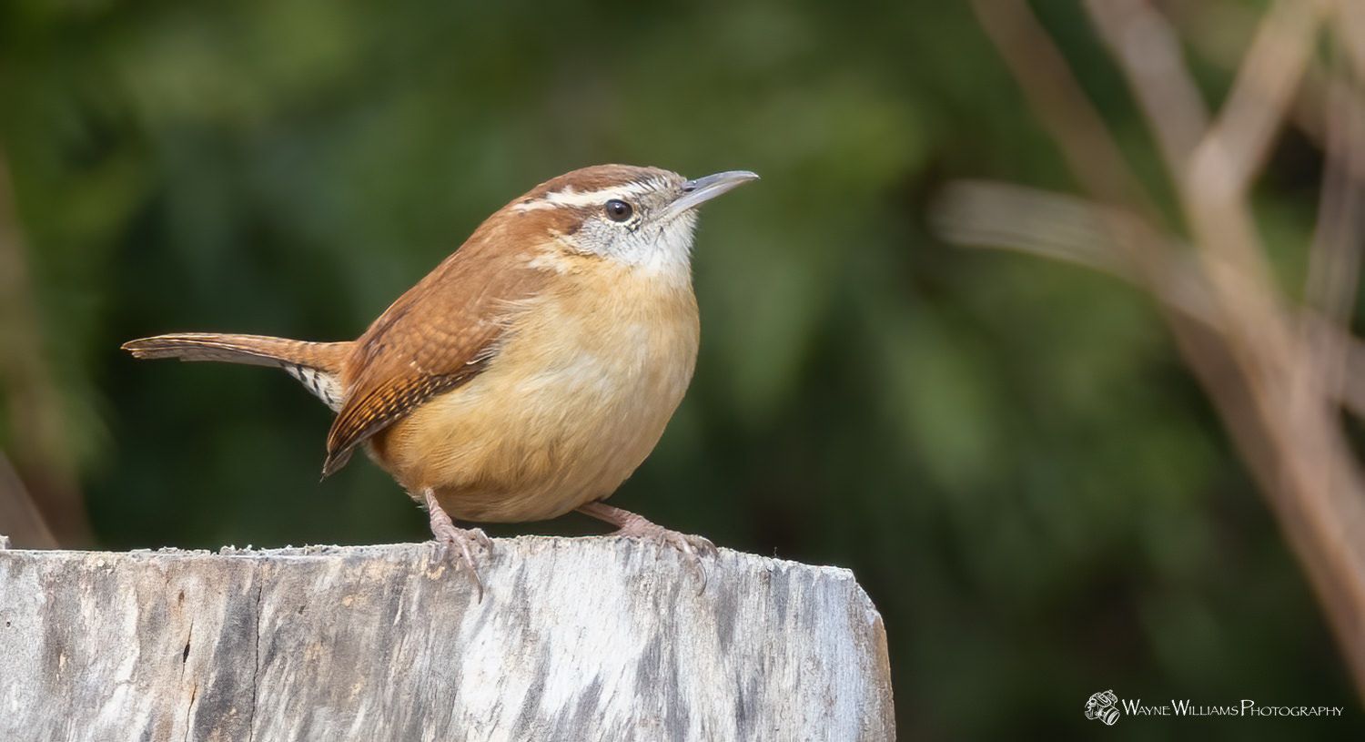 A small brown bird perched on top of a tree stump.