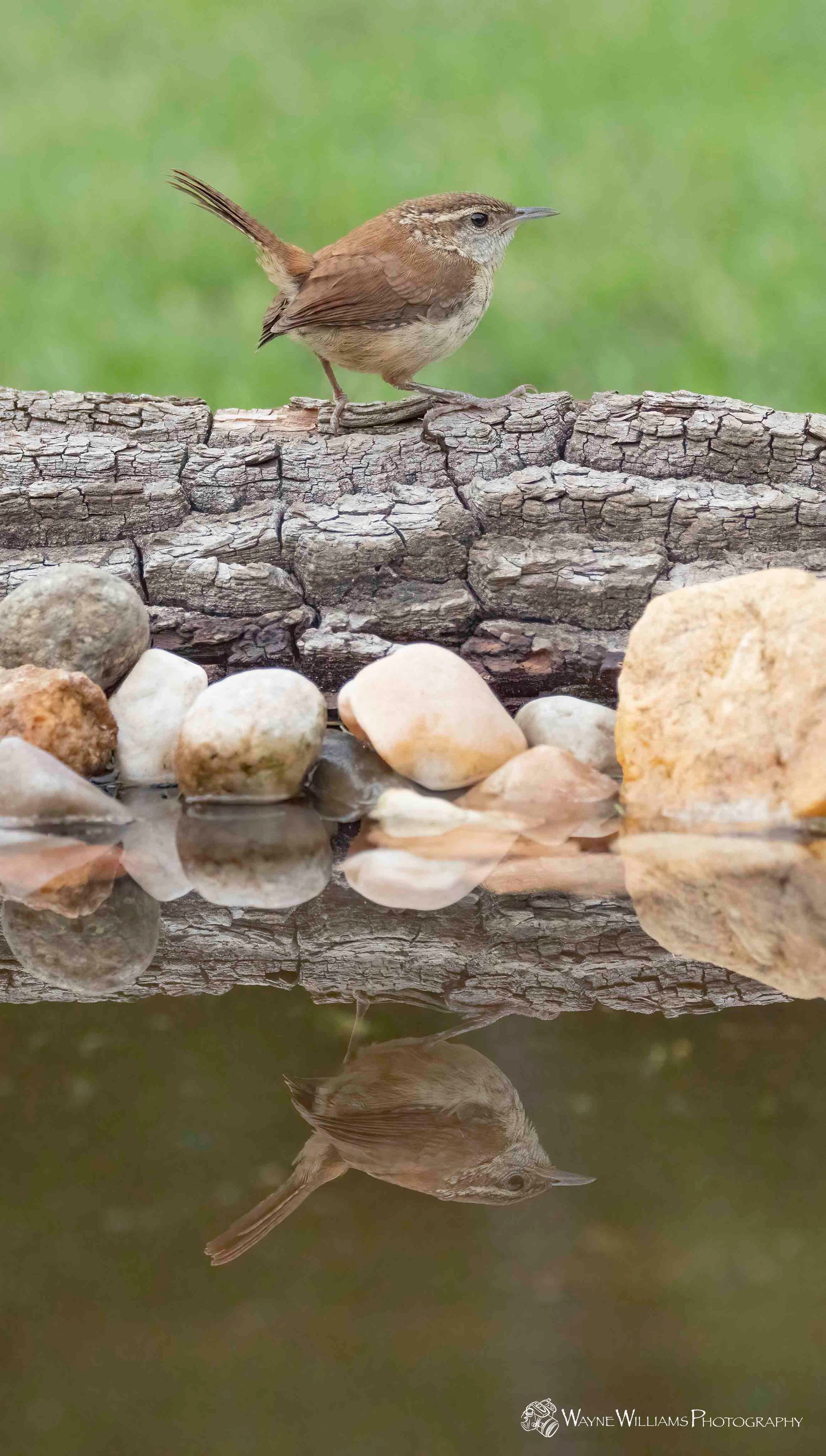A small bird is perched on a log next to a bird bath.