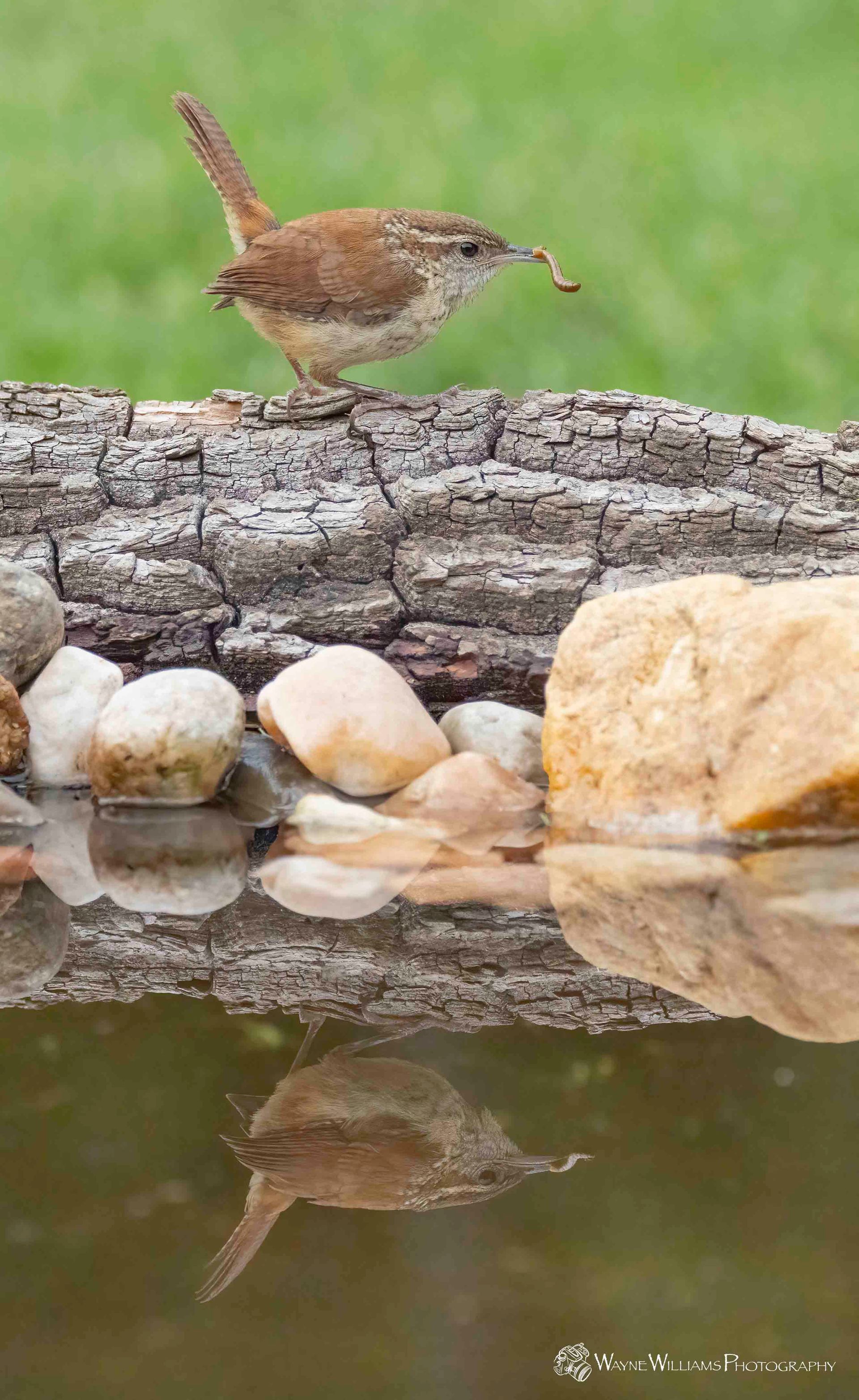 A small bird is perched on a log next to a body of water.