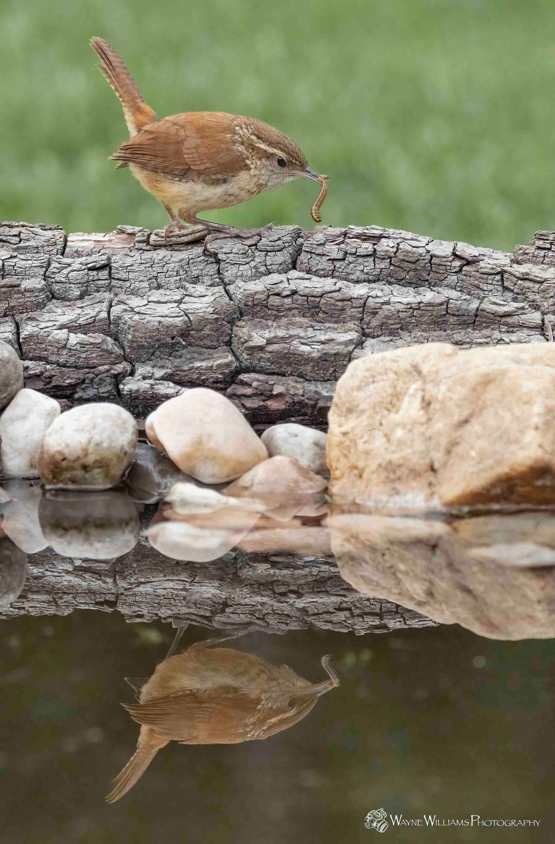 A bird is perched on a log next to a body of water.