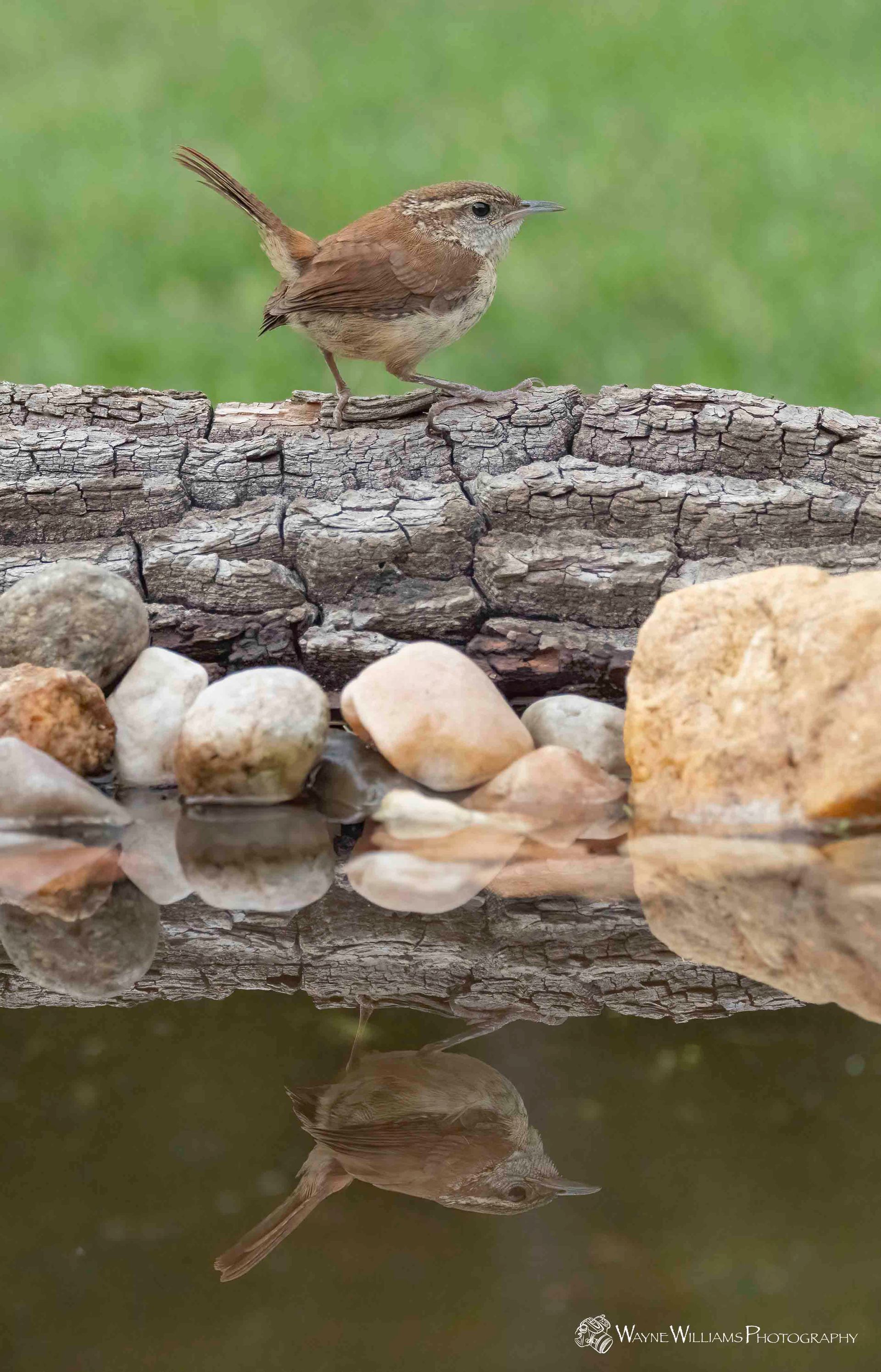 A small bird is perched on a log next to a bird bath.