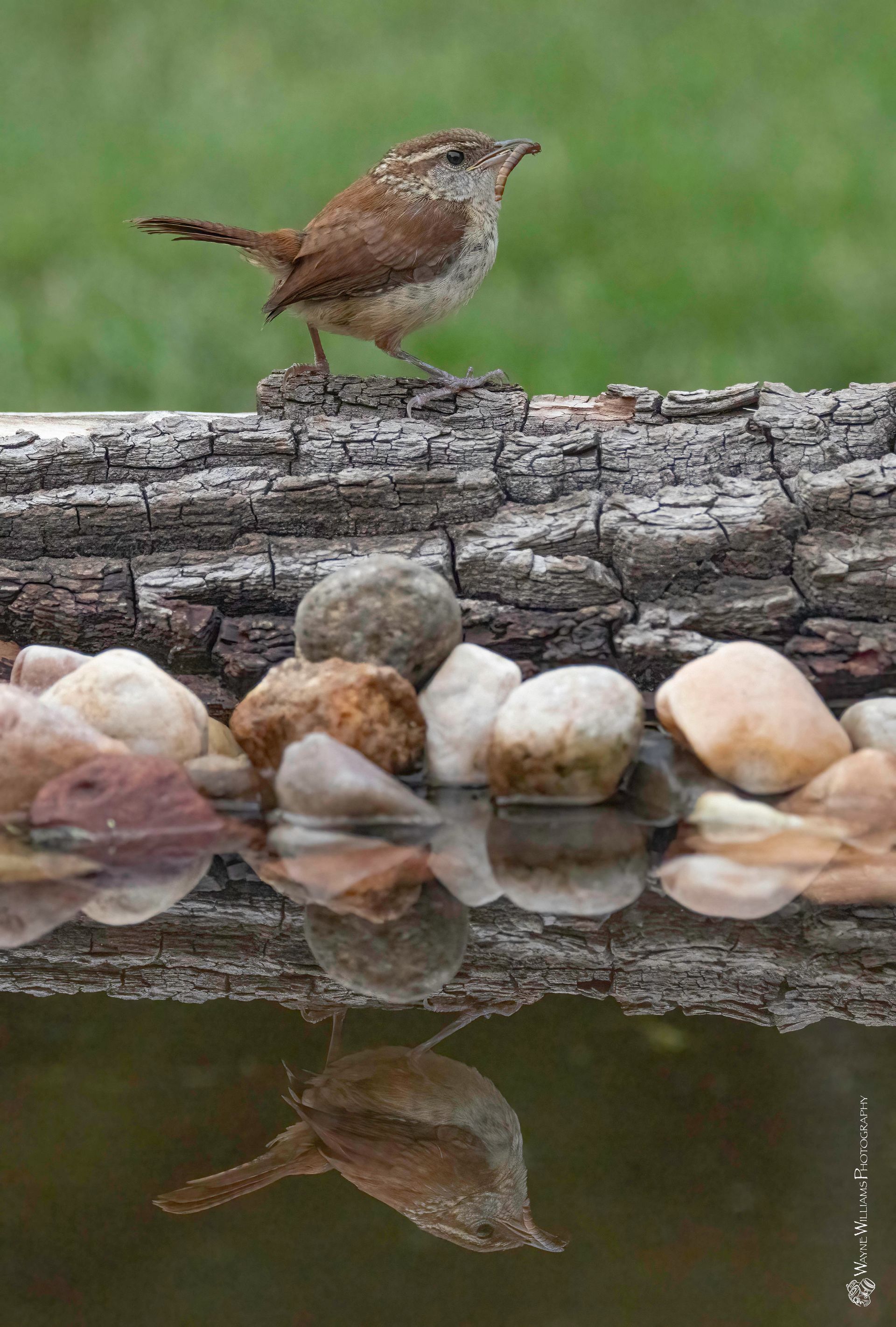 A small bird is standing on a log near a bird bath.