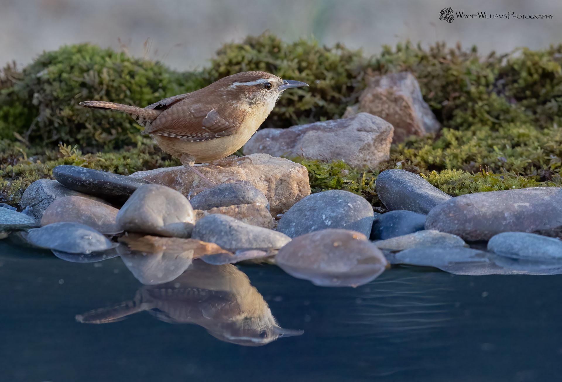 A small bird is perched on a rock near a pond.