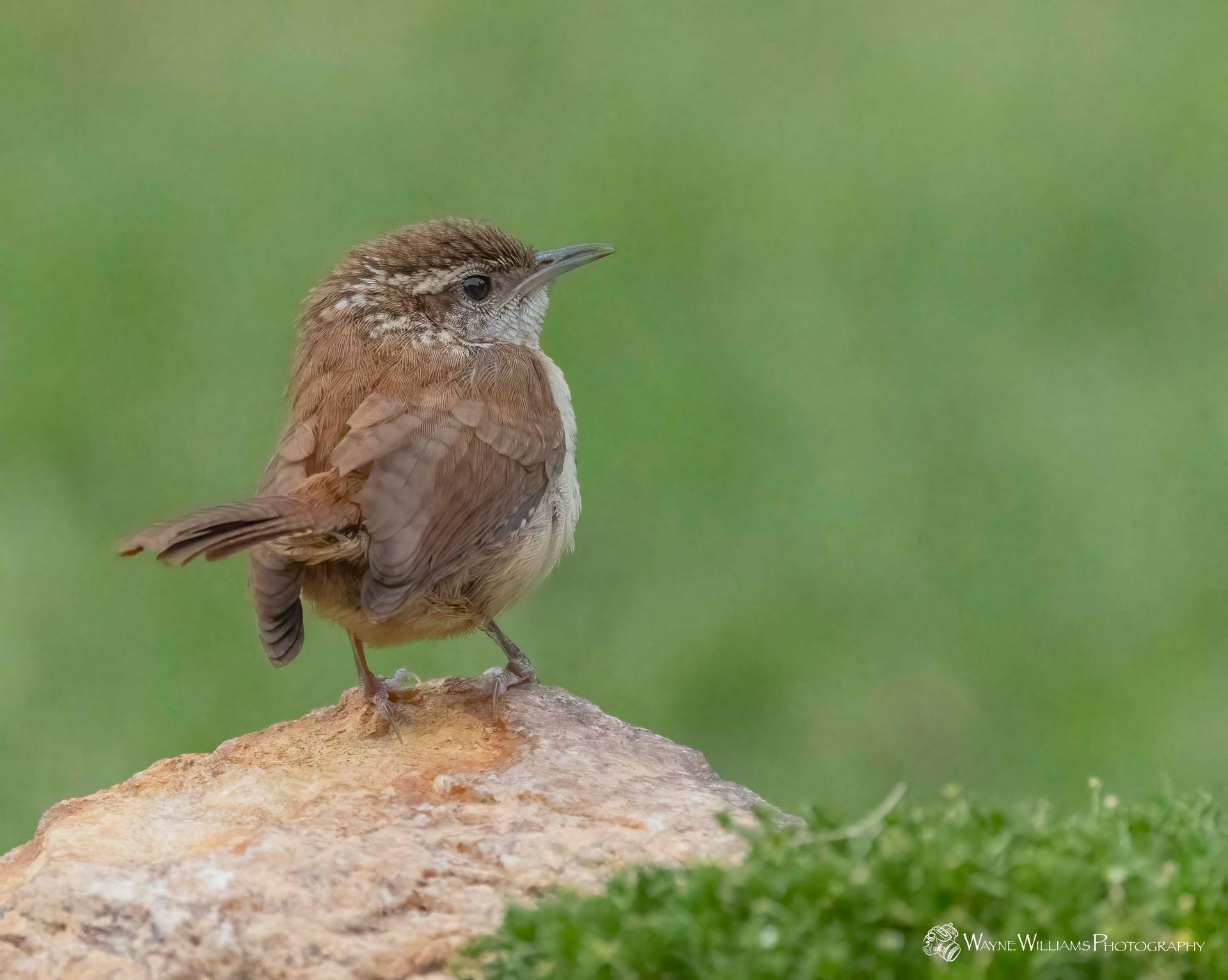 A small brown and white bird perched on top of a rock.