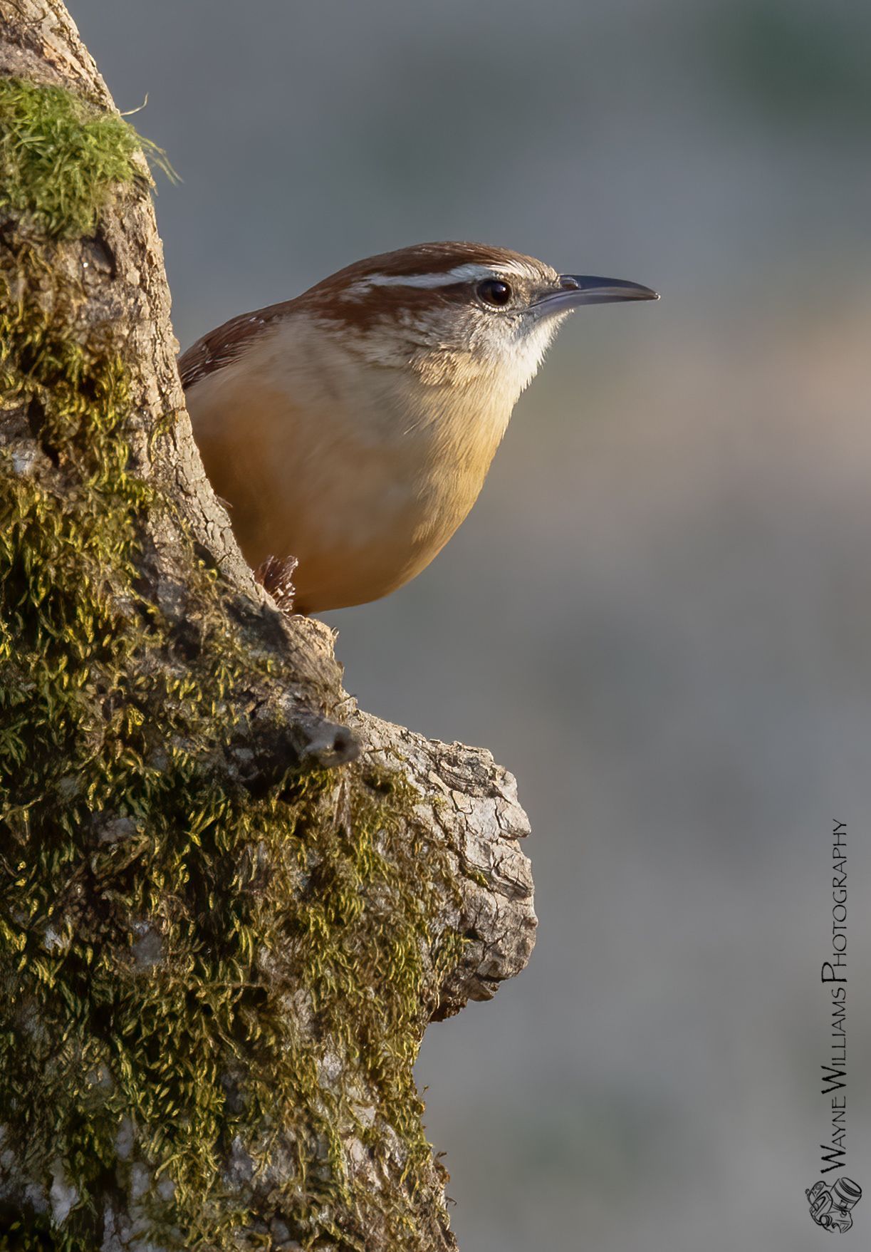 A small brown bird perched on a mossy tree branch.