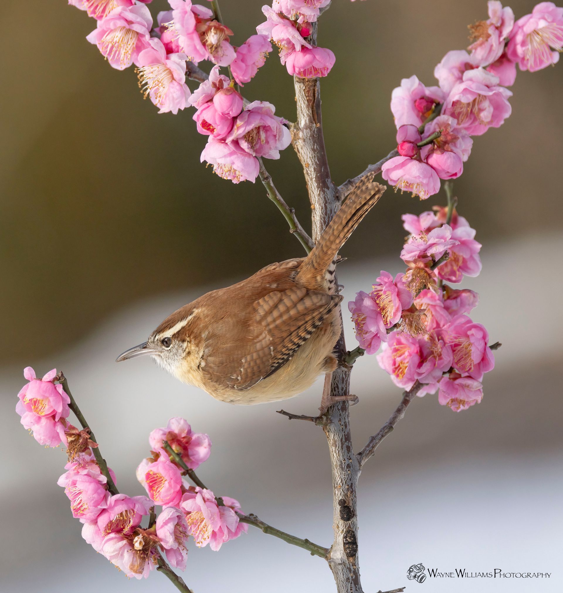 A small bird perched on a branch with pink flowers