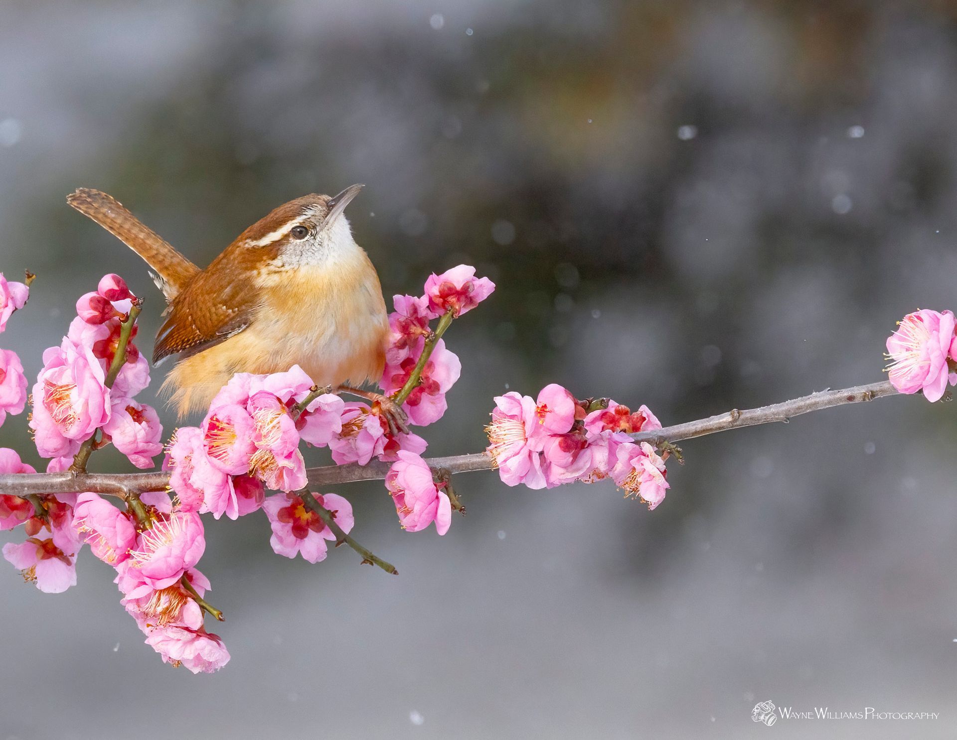 A small bird perched on a branch of pink flowers.