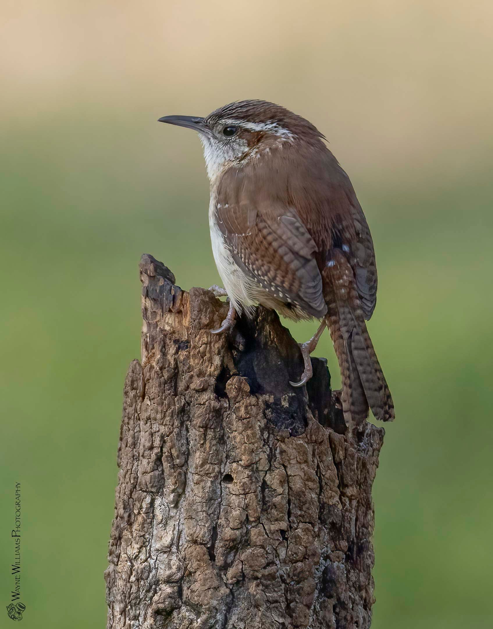 A small bird perched on top of a tree stump.
