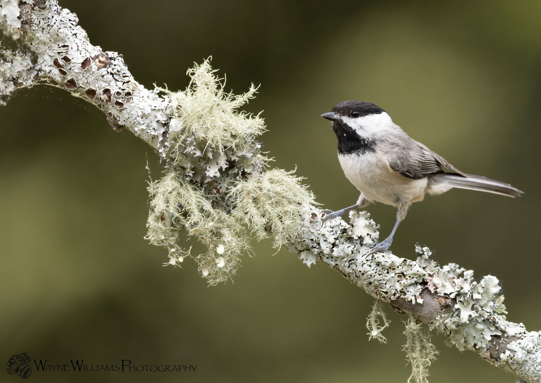 A small bird perched on a branch covered in lichen.