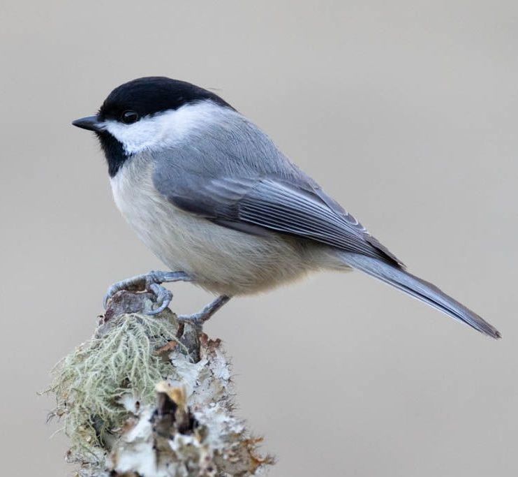 A small bird perched on top of a tree branch.