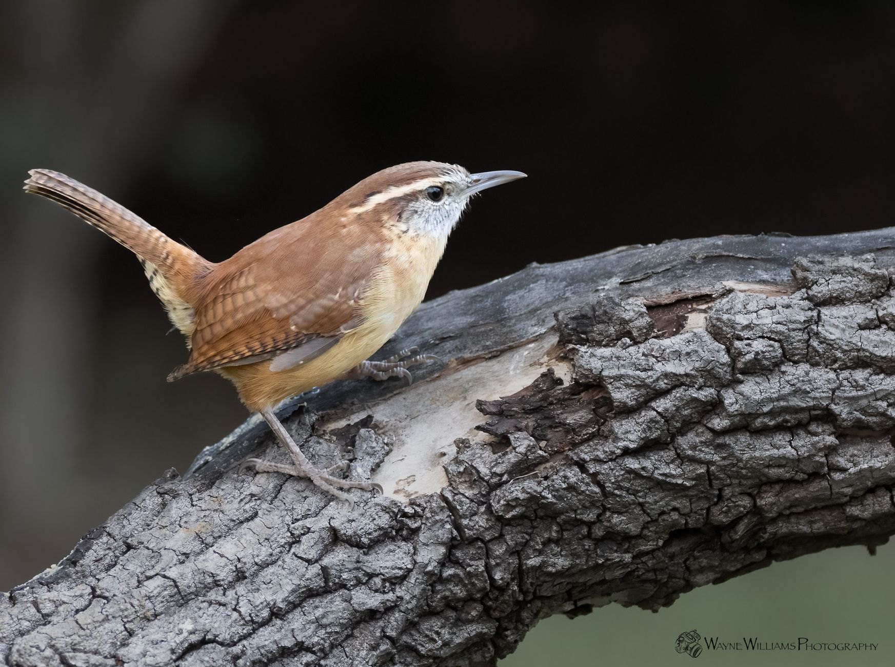 A small brown and white bird perched on a tree branch.
