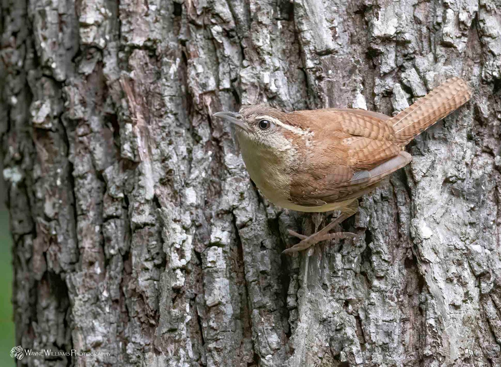 A small brown bird perched on the side of a tree trunk.