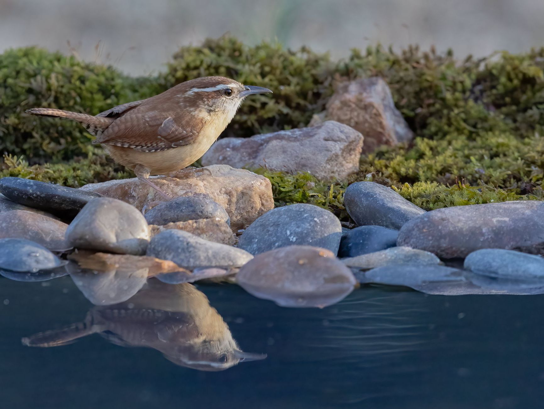 A small bird is perched on a rock near a body of water.