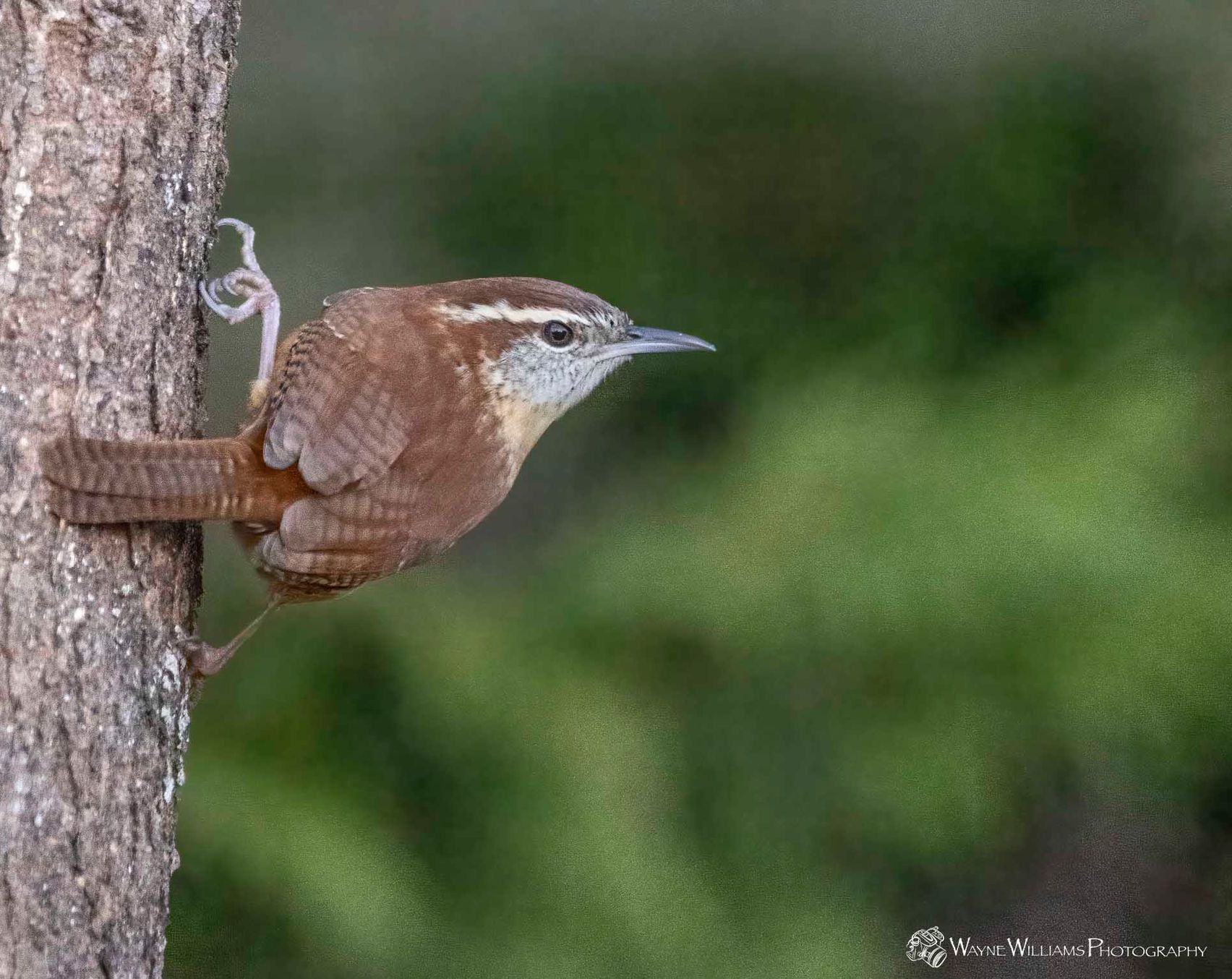 A small brown bird perched on a tree trunk.