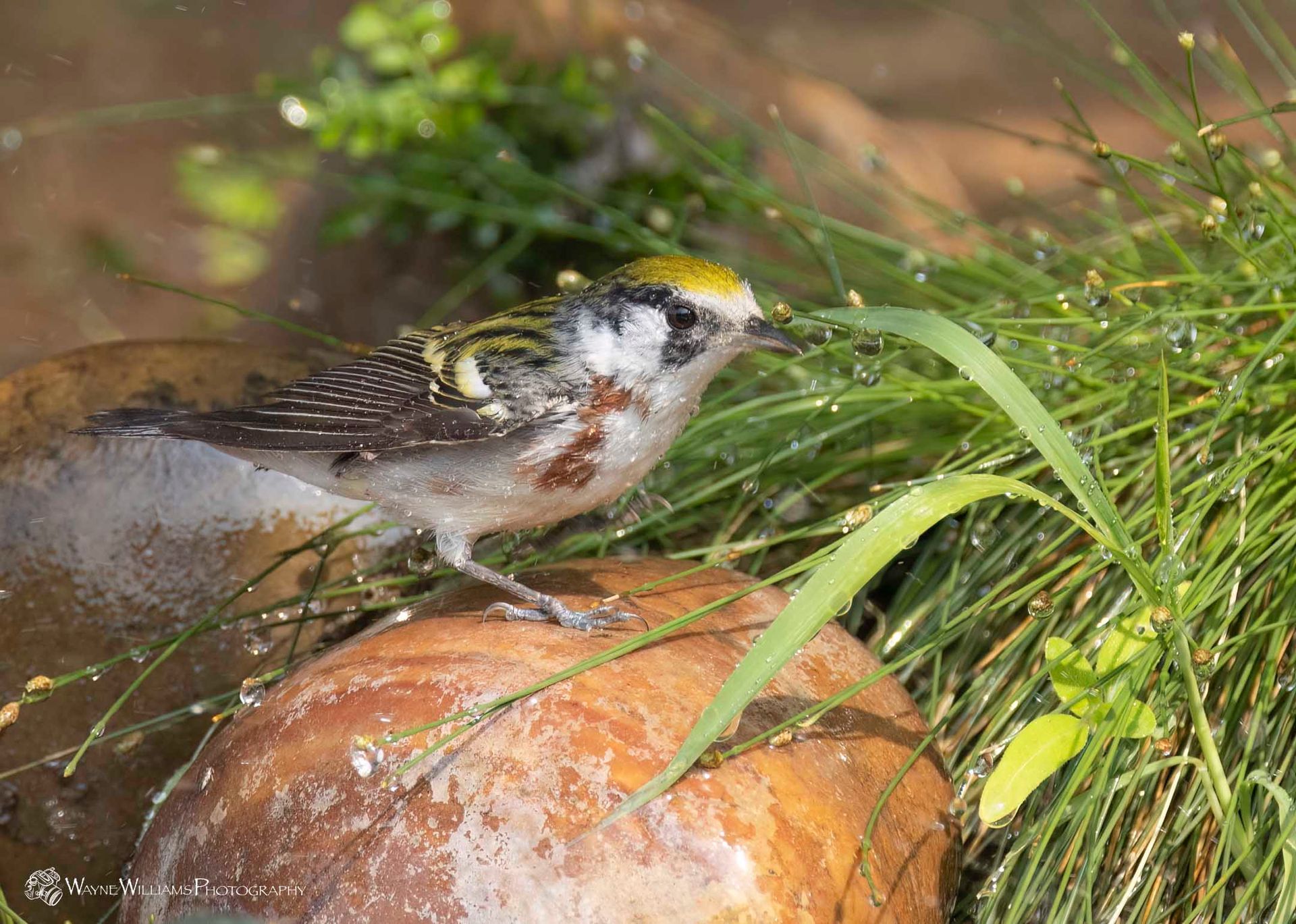 A small bird is standing on a rock in the grass.