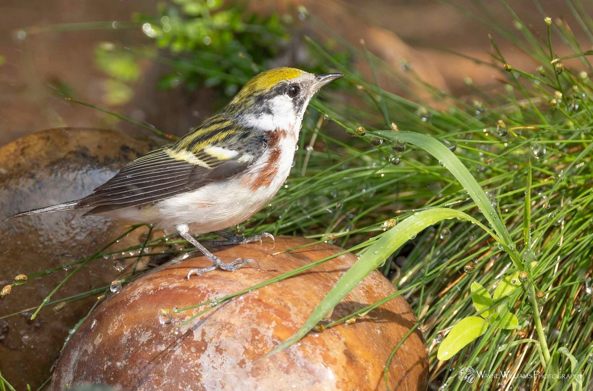 A small bird is perched on a rock in the grass.