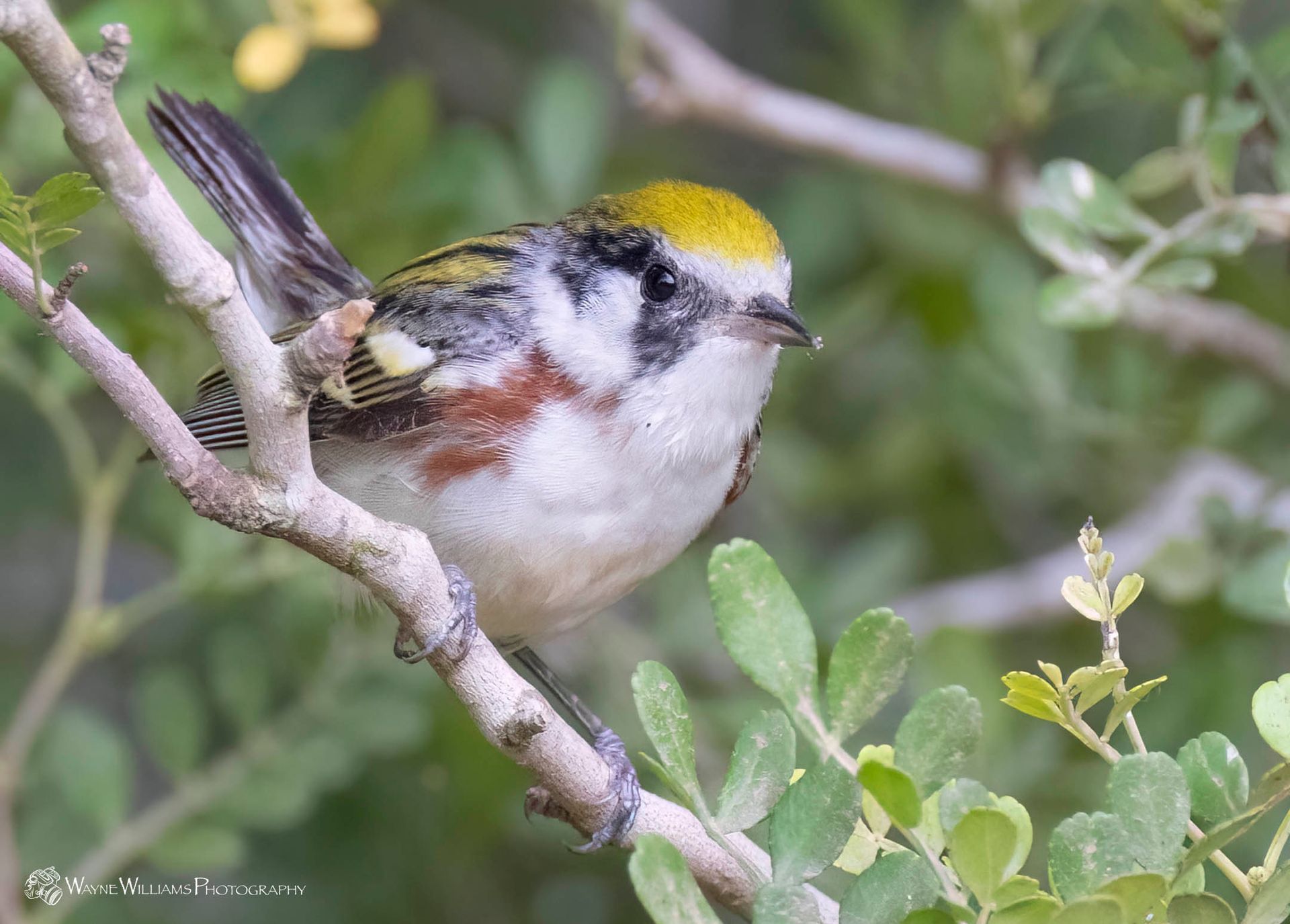 A small bird with a yellow head is perched on a tree branch.