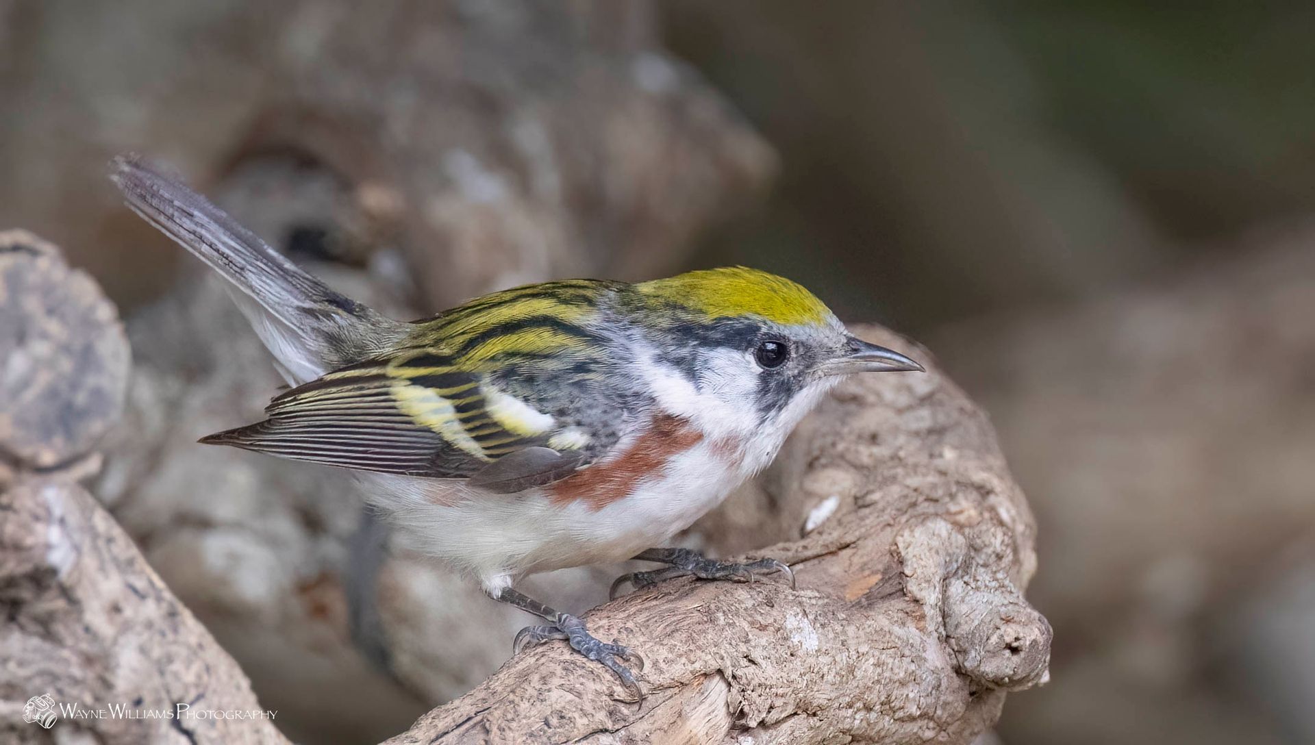 A small bird with a yellow head is perched on a rock.