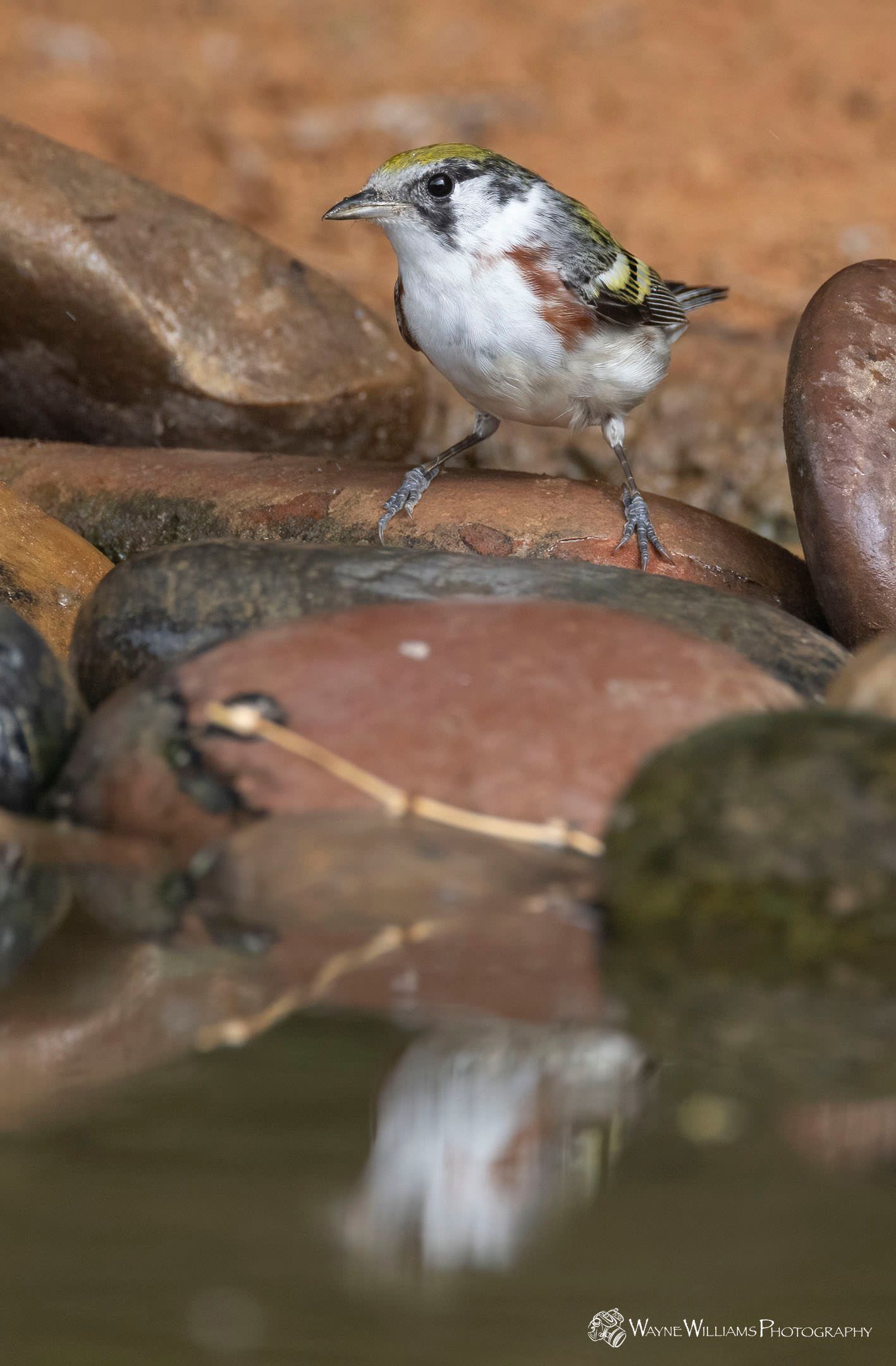 A small bird is perched on a rock near a body of water.