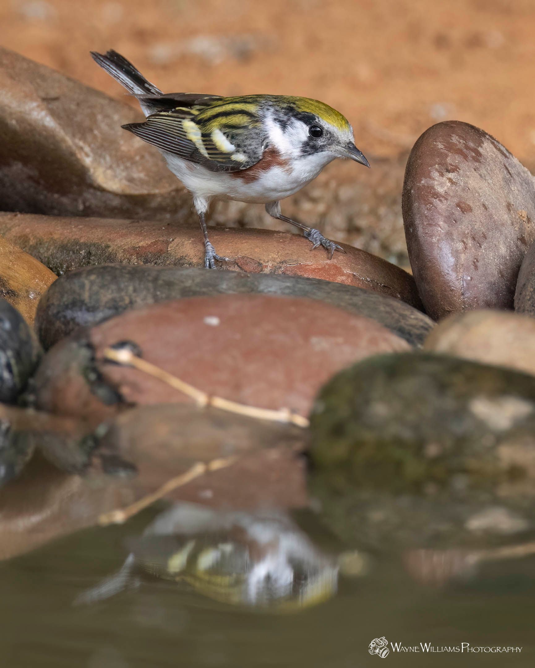 A small bird is perched on a rock near a pool of water.