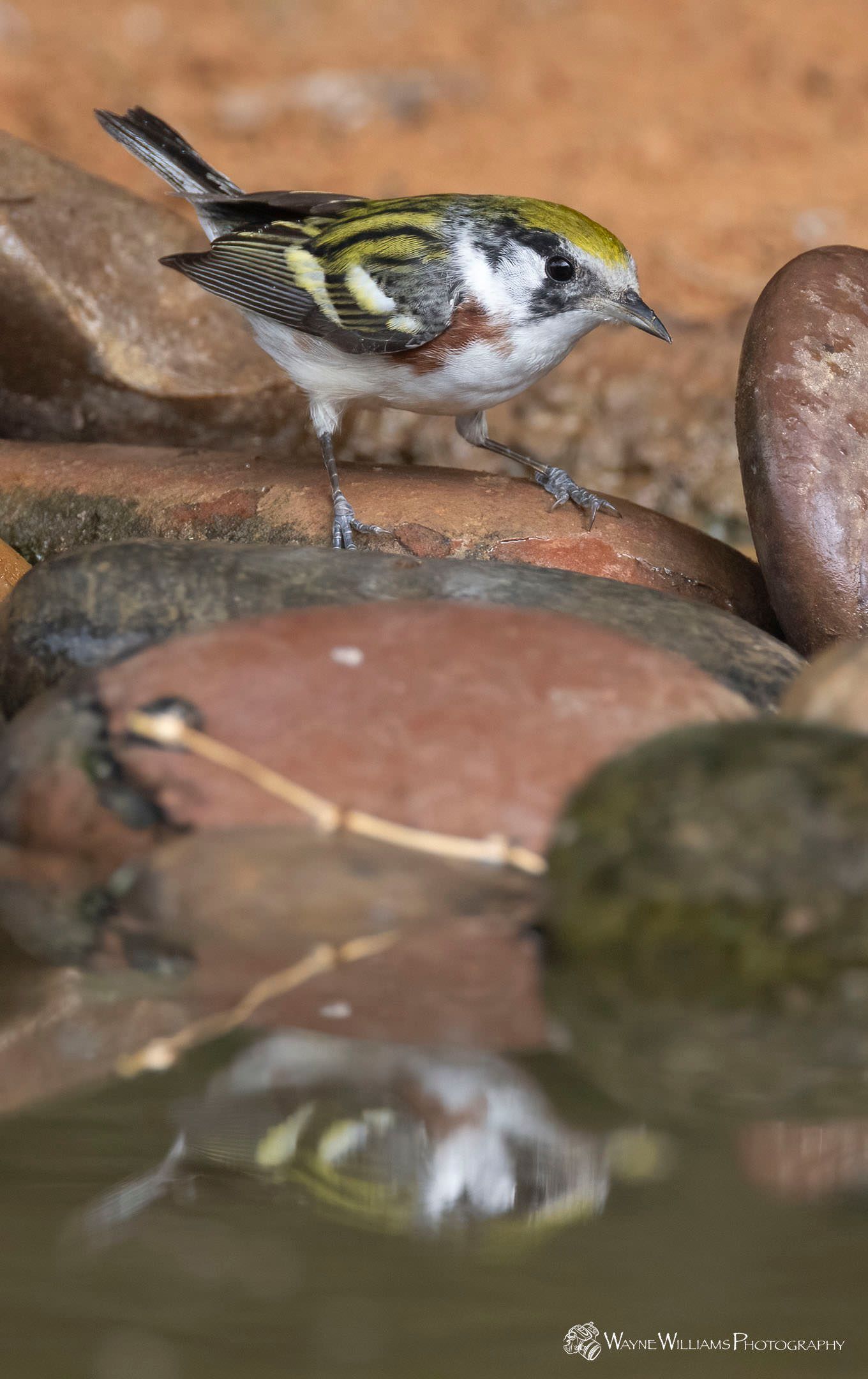 A small bird is standing on a rock near a body of water.
