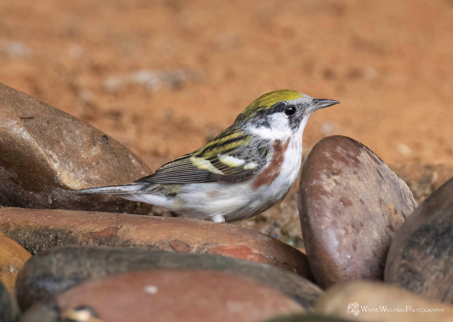 A small bird is perched on a pile of rocks.