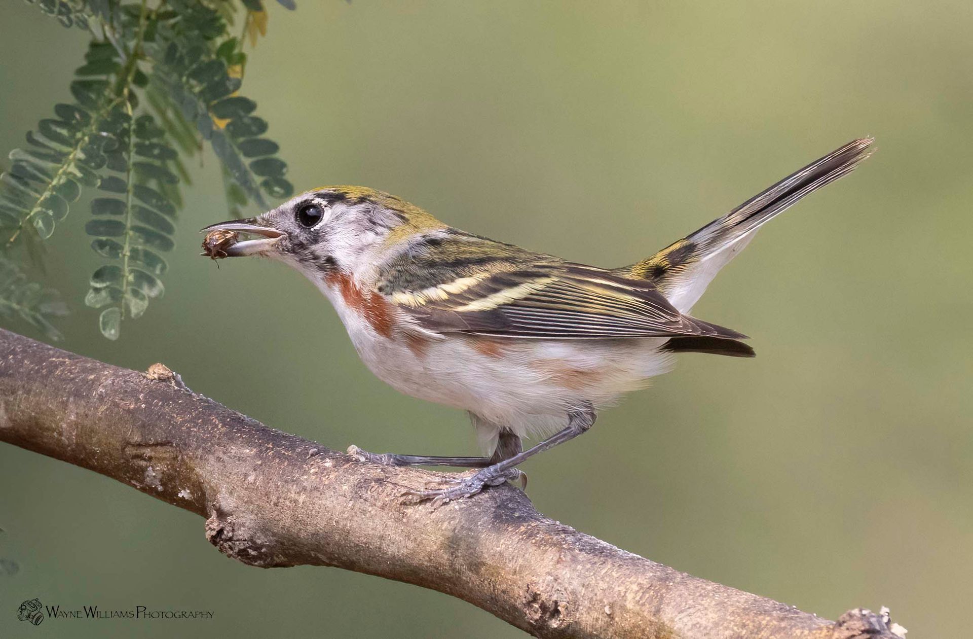 A small bird perched on a tree branch with a nut in its beak.