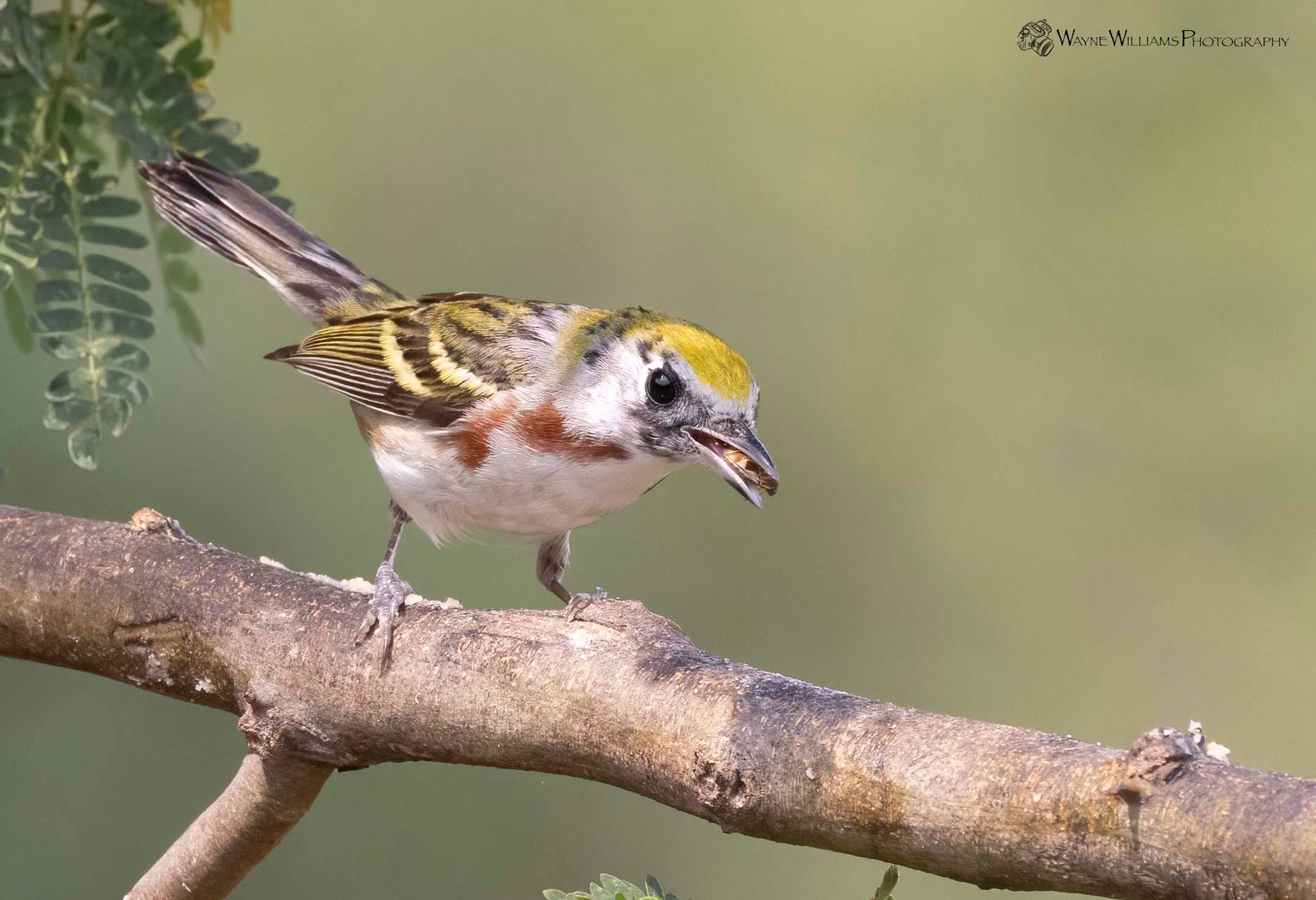 A small bird perched on a tree branch with a bug in its beak.