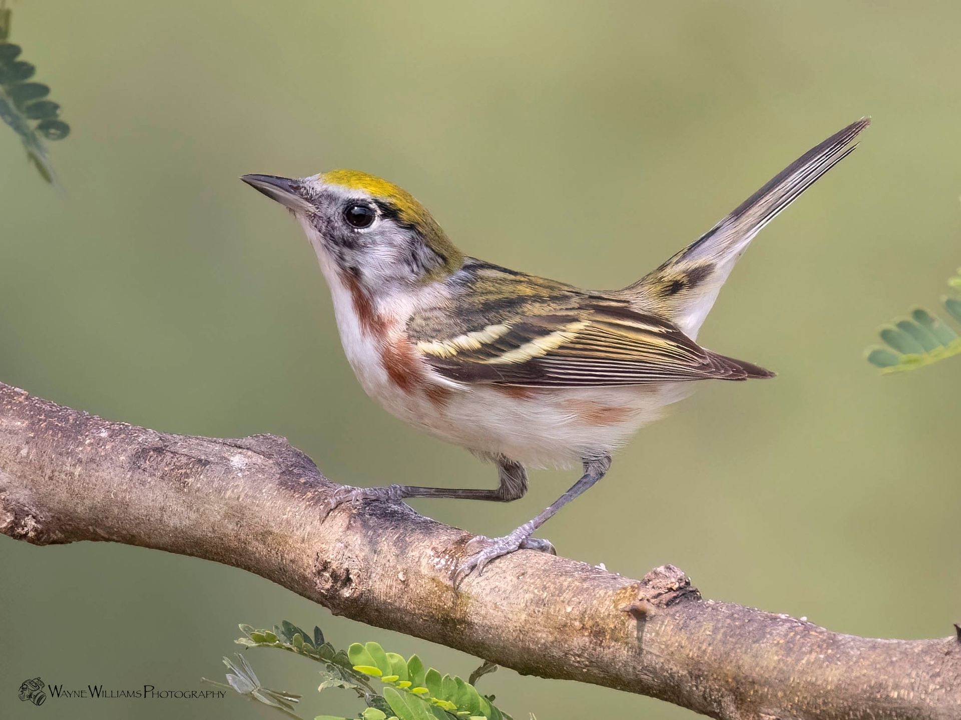 A small bird is perched on a tree branch