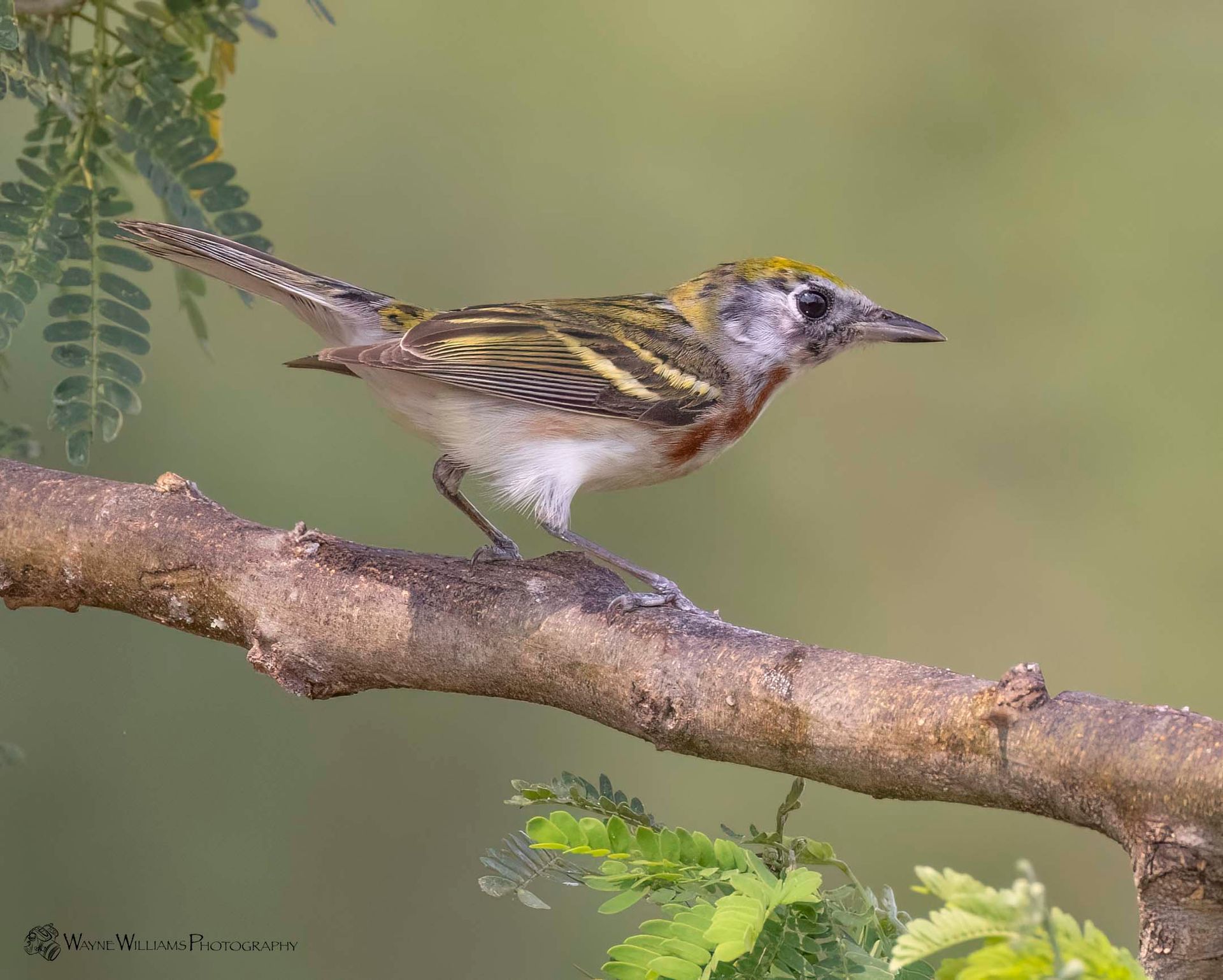 A small bird perched on a tree branch.