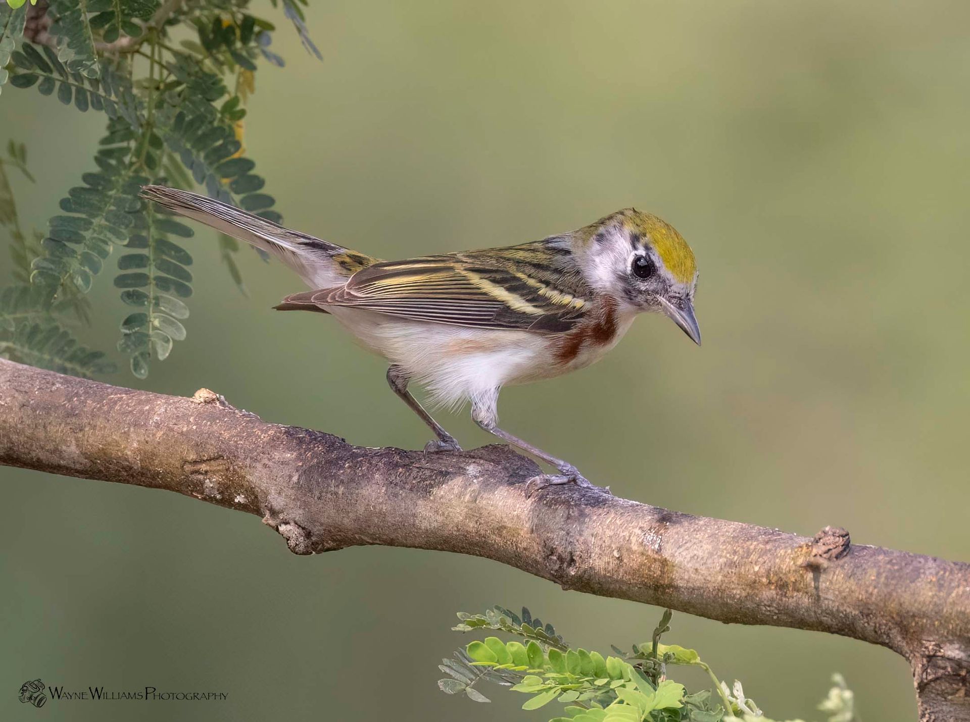 A small bird perched on a tree branch.